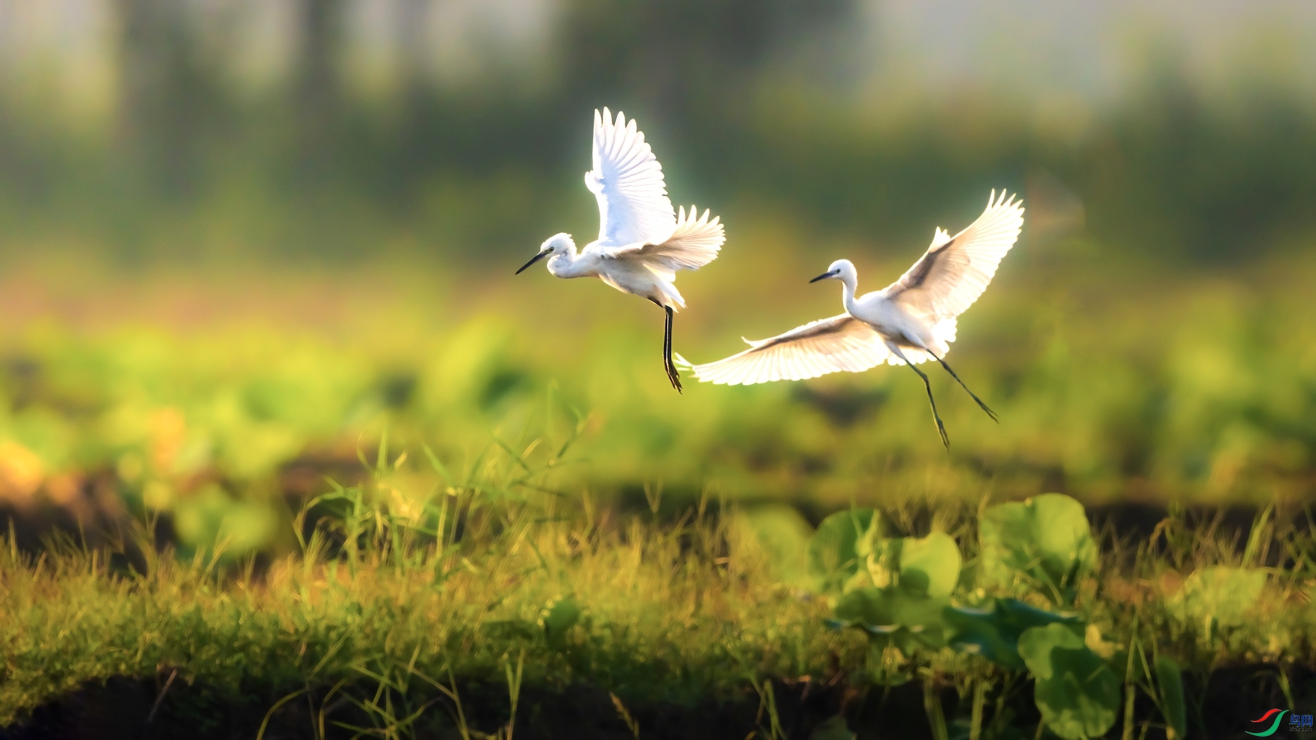 1_XXL0545-1 ����.jpeg