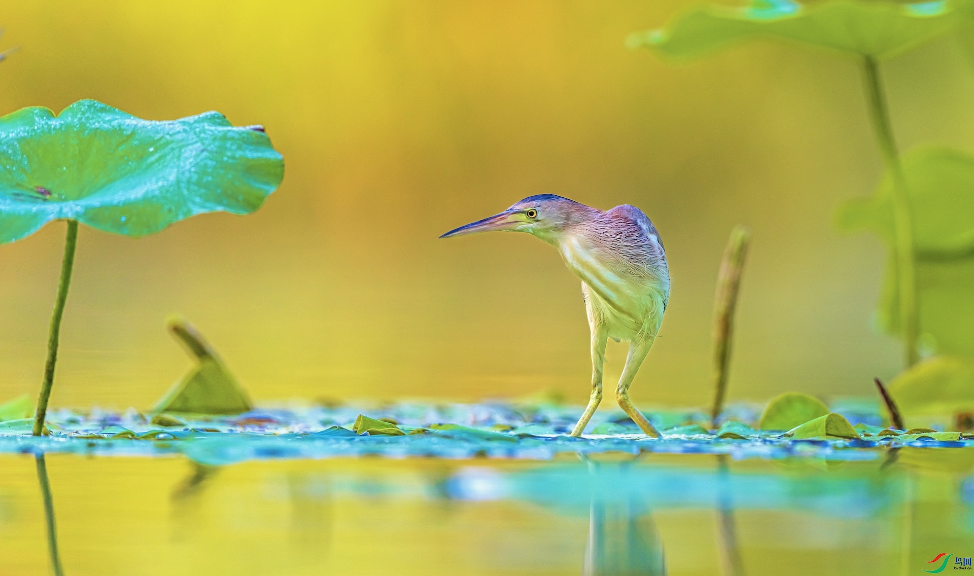 1_XXL8647-1 ����.jpeg