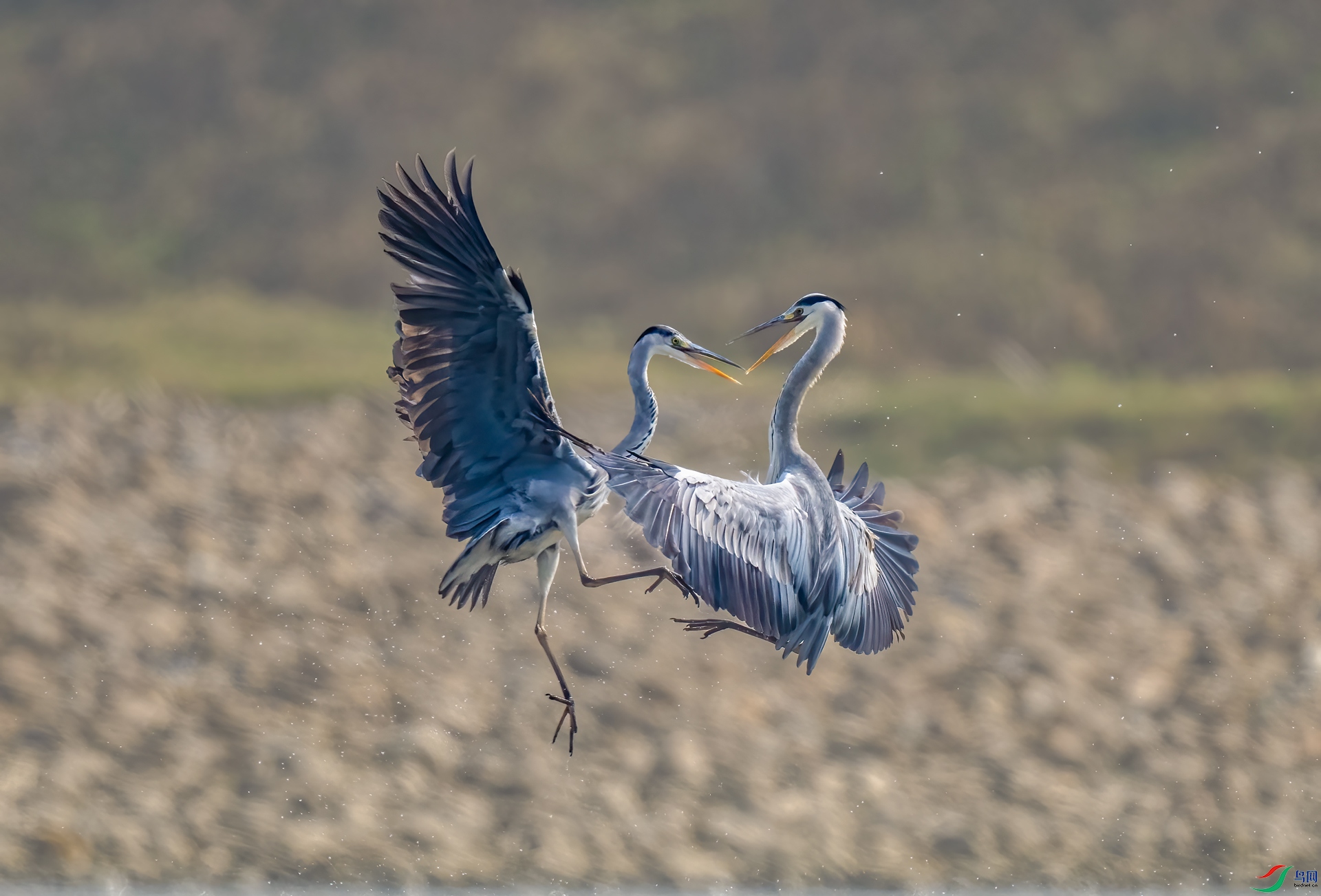 DSC_5571.jpg