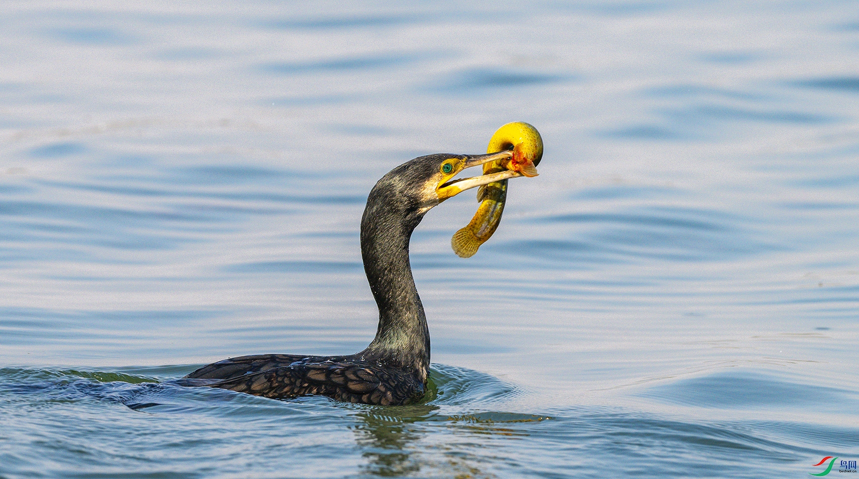 2334 ����.jpg