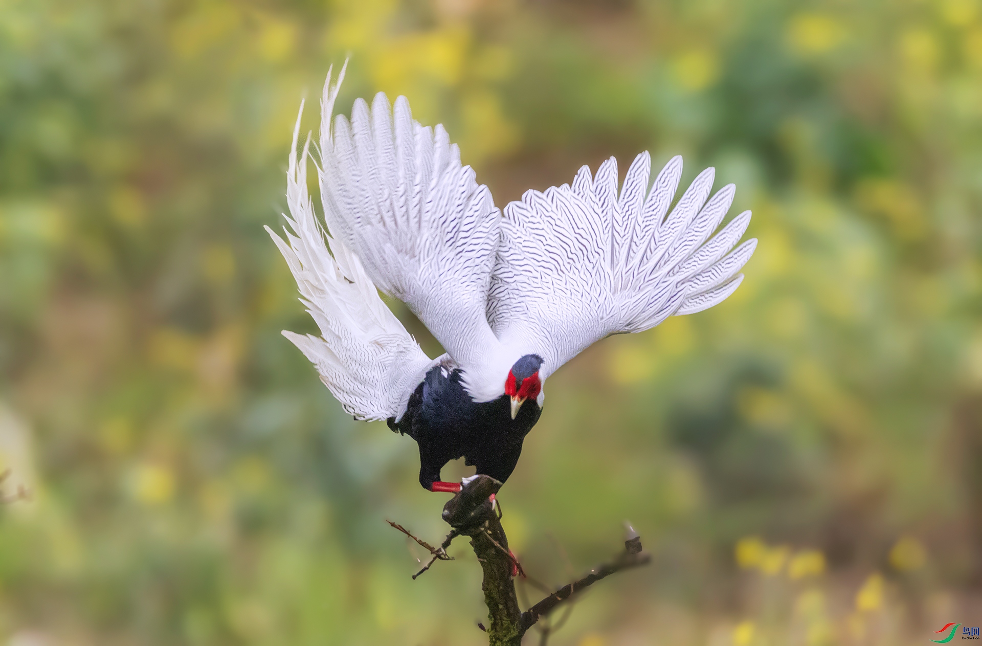 407A8804 ����---1  .jpg