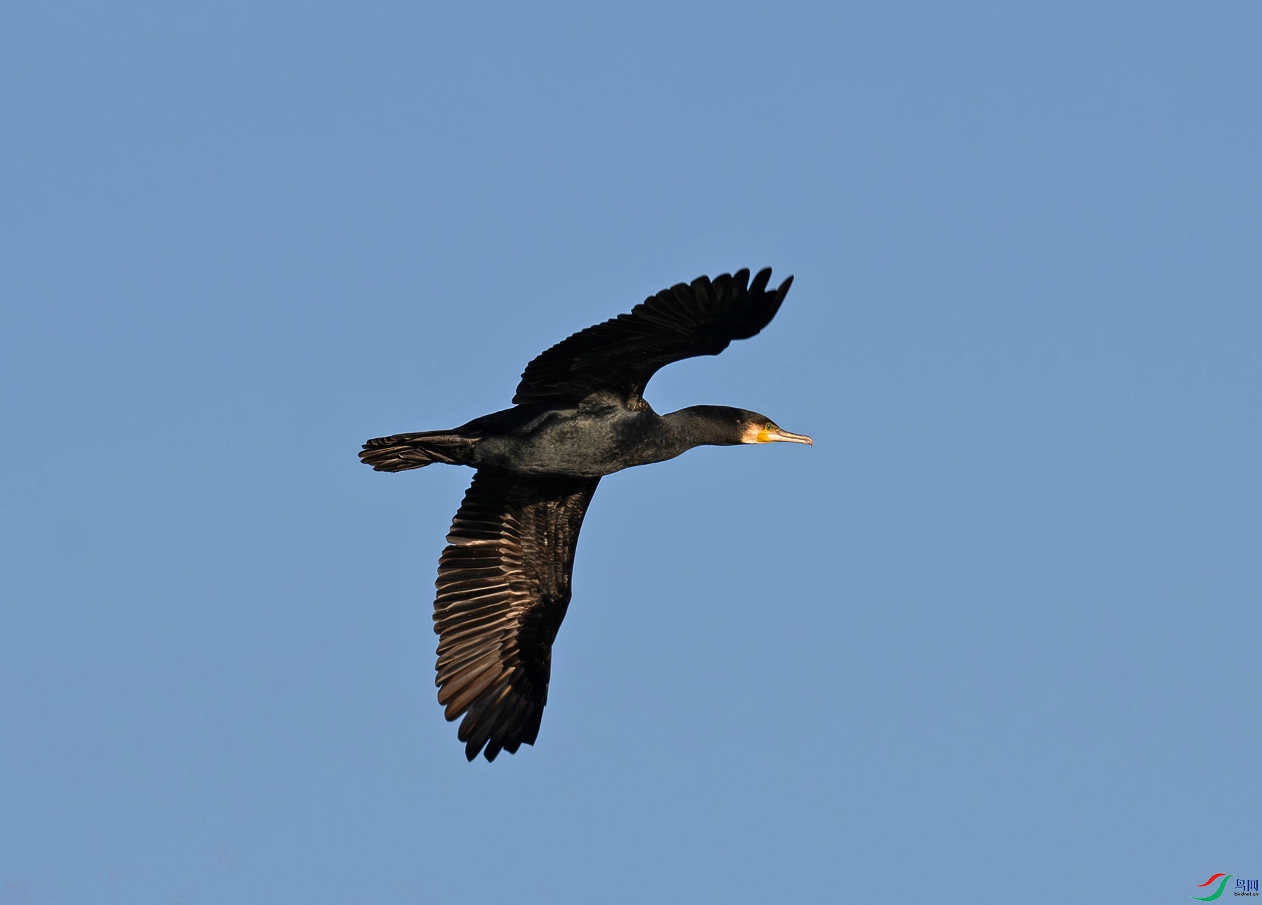 DSC_5704f.jpg