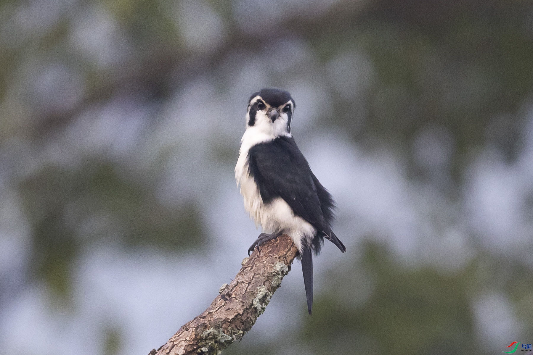 ����С��5