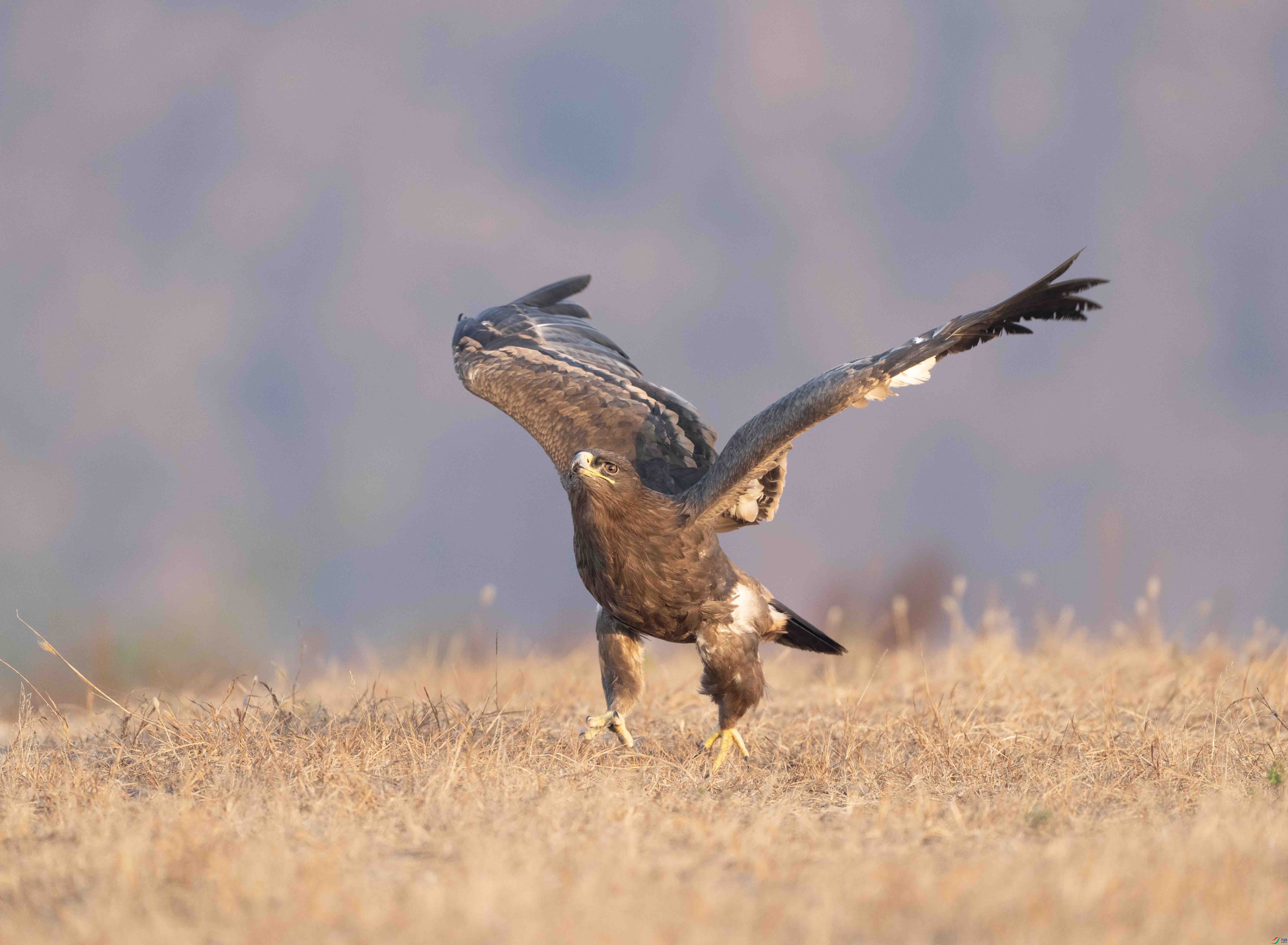 DSC02630 ����.jpg