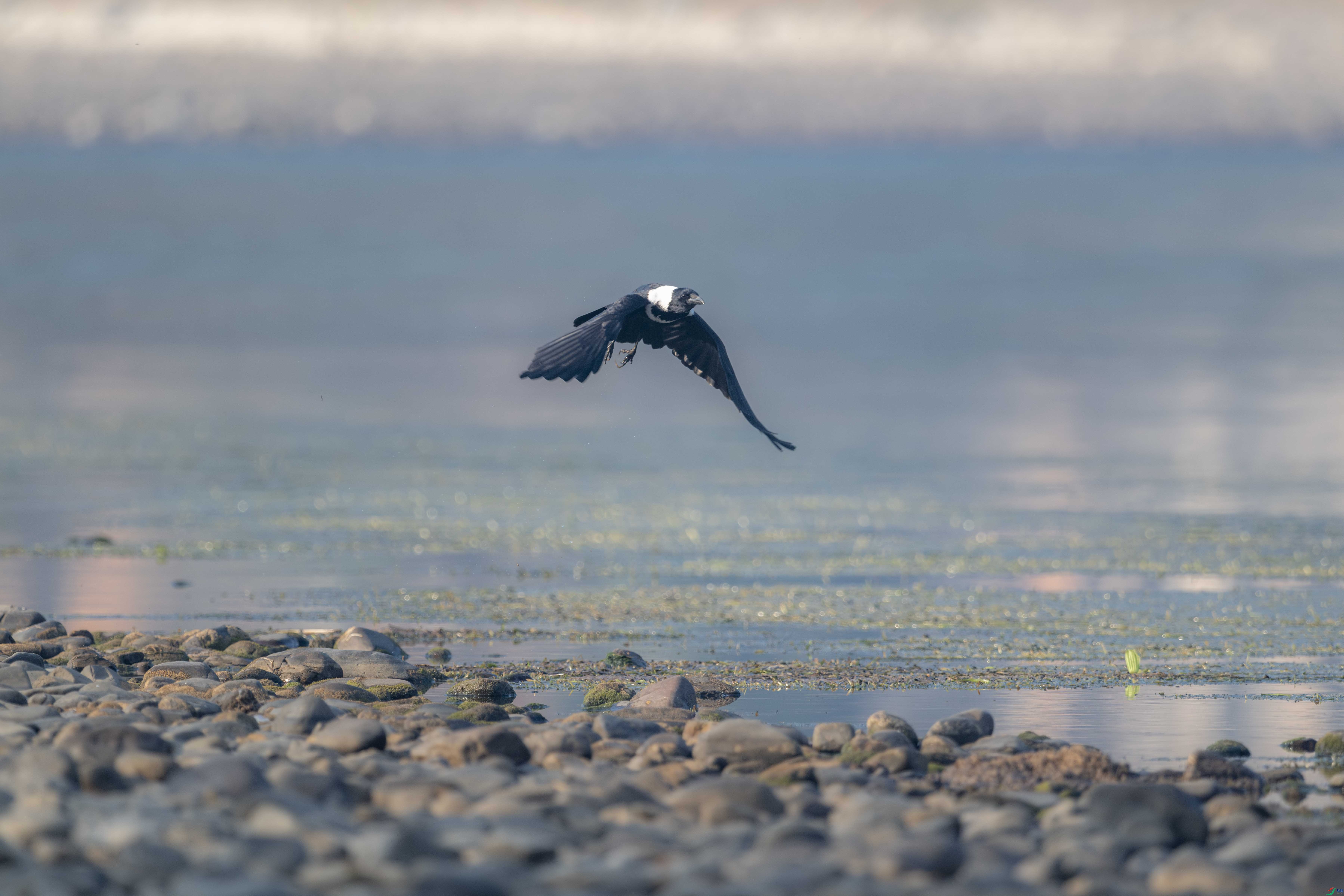 DSC_0395-1.JPG