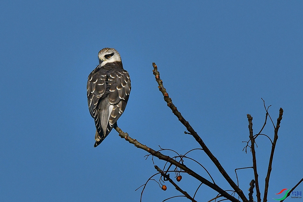 DSC_6510 - ����.JPG