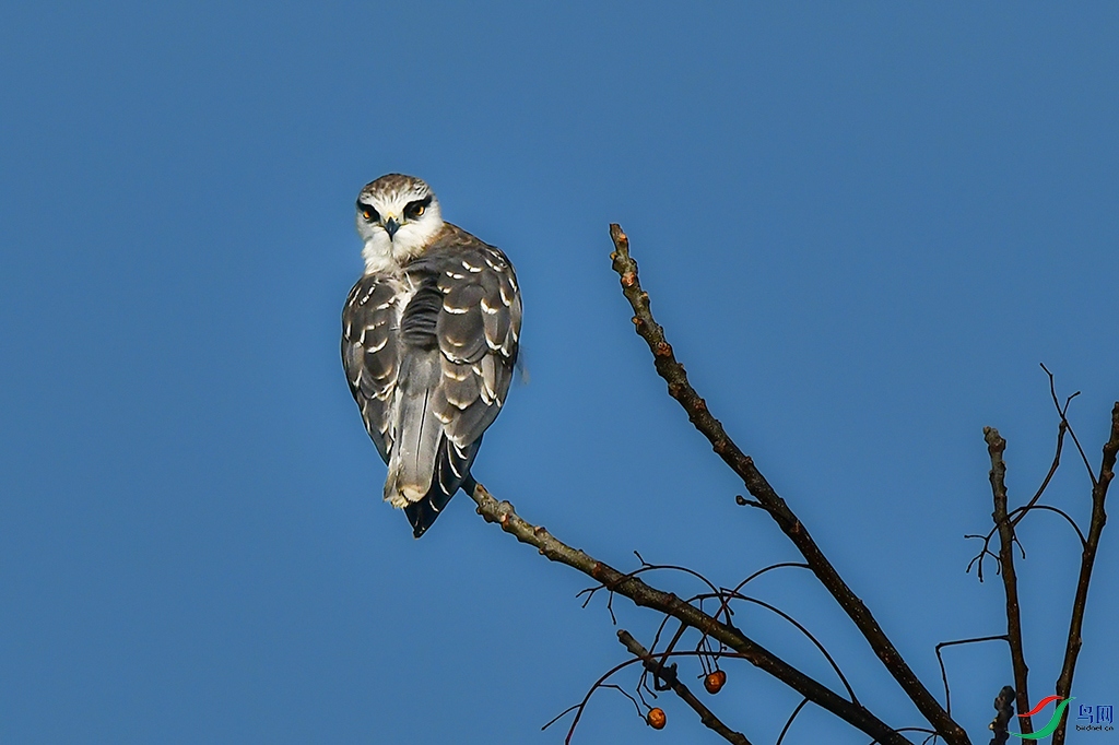 DSC_6515_1 - ����.JPG