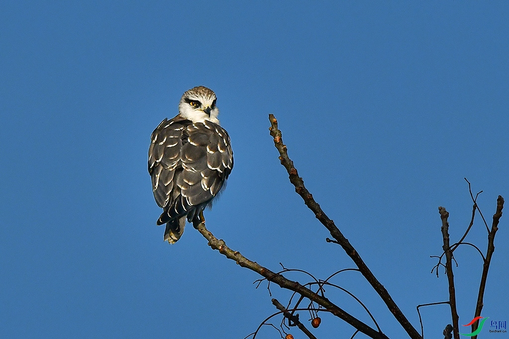 DSC_6508 - ����.JPG