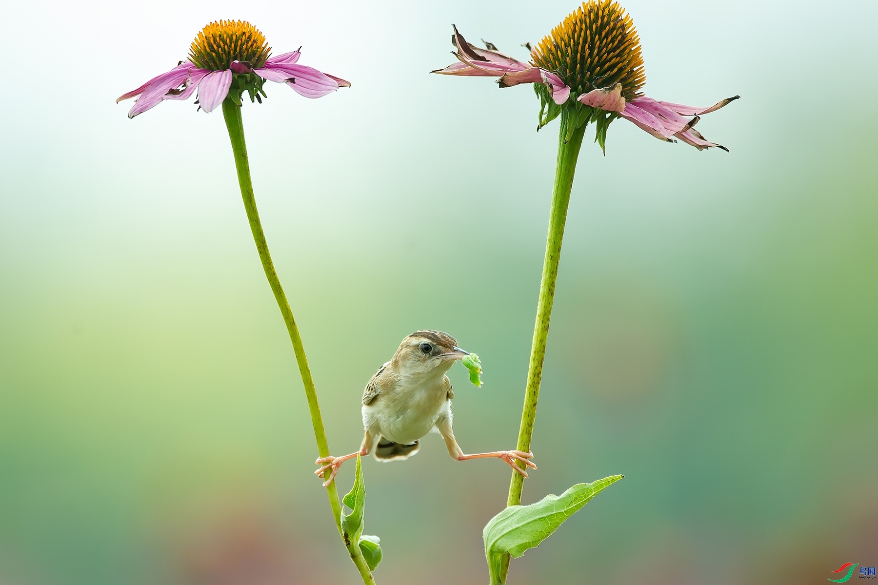 11.13 ����¥̨��ʦ��Ʒ  һ����  �ٻ�2024��11��13��������ҳ����.jpg