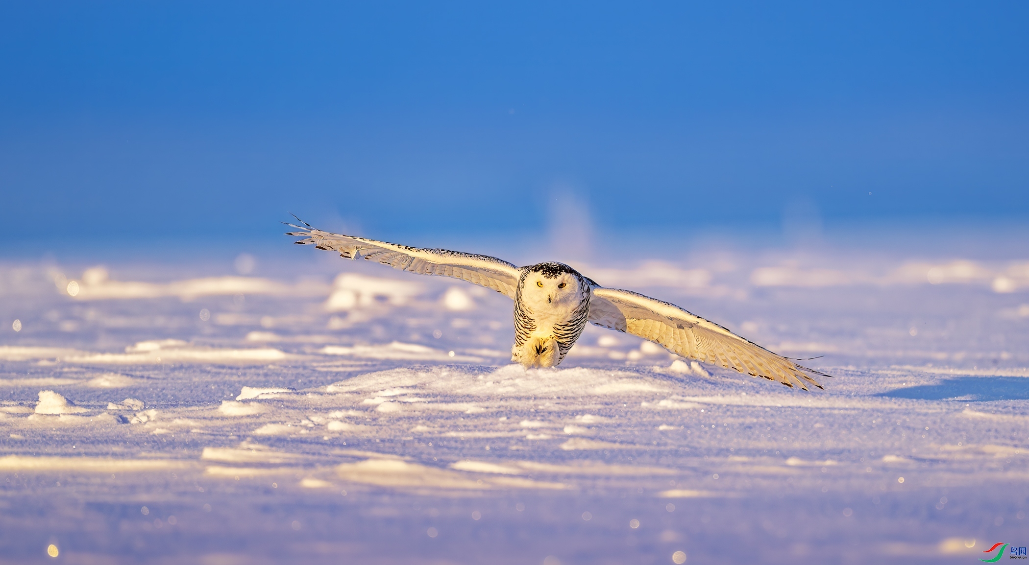 11.13 ����������ʦ��Ʒ  ĸѩ�^��Ӣ��  �ٻ�2024��11��13�հ�����ҳ����.jpg