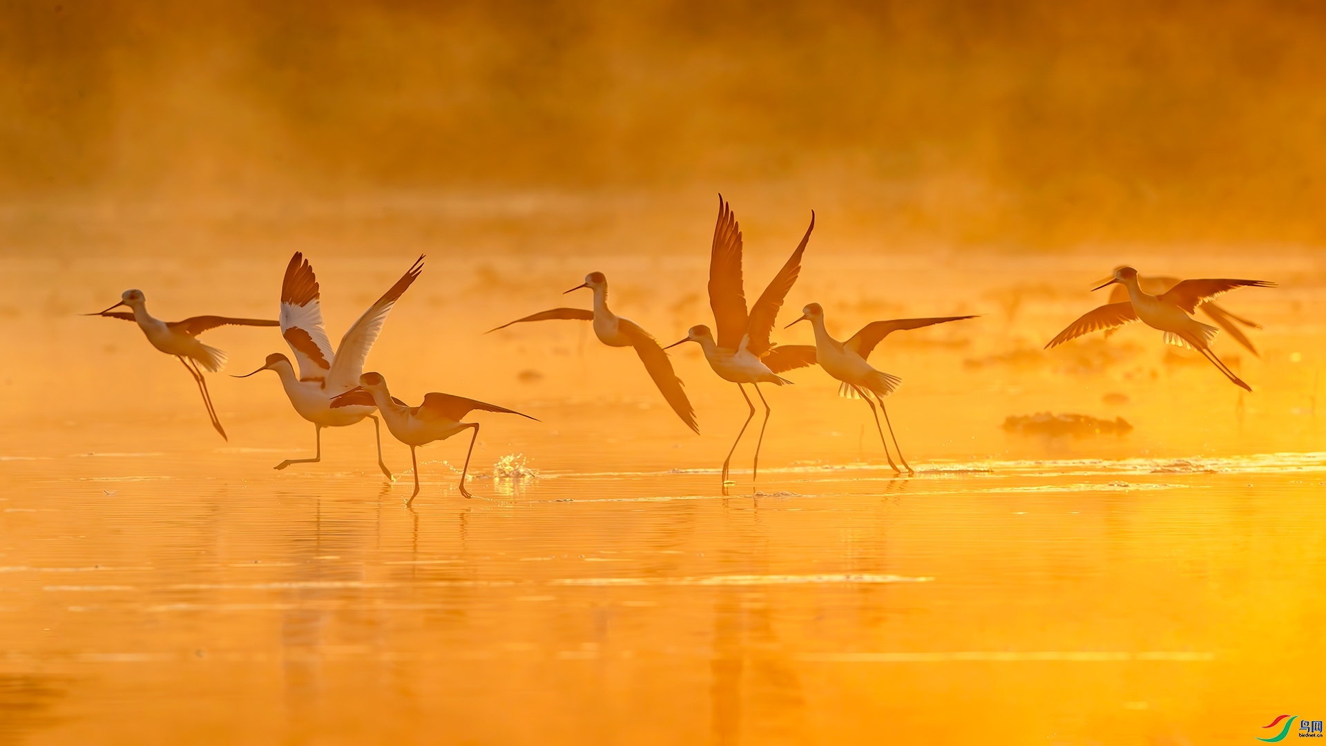 11.13 �ɵ���ʦ��Ʒ  ���  �ٻ�2024��11��13����Ӱʦ��ҳ����.jpg