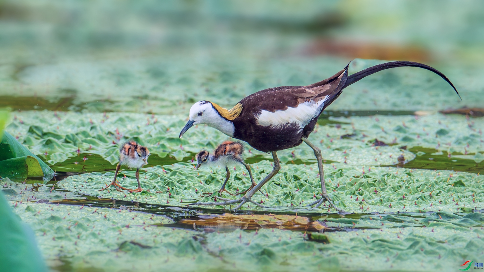 11.13 ����ī��ʦ��Ʒ  ����  �ٻ�2024��11��13��������ҳ����.jpg