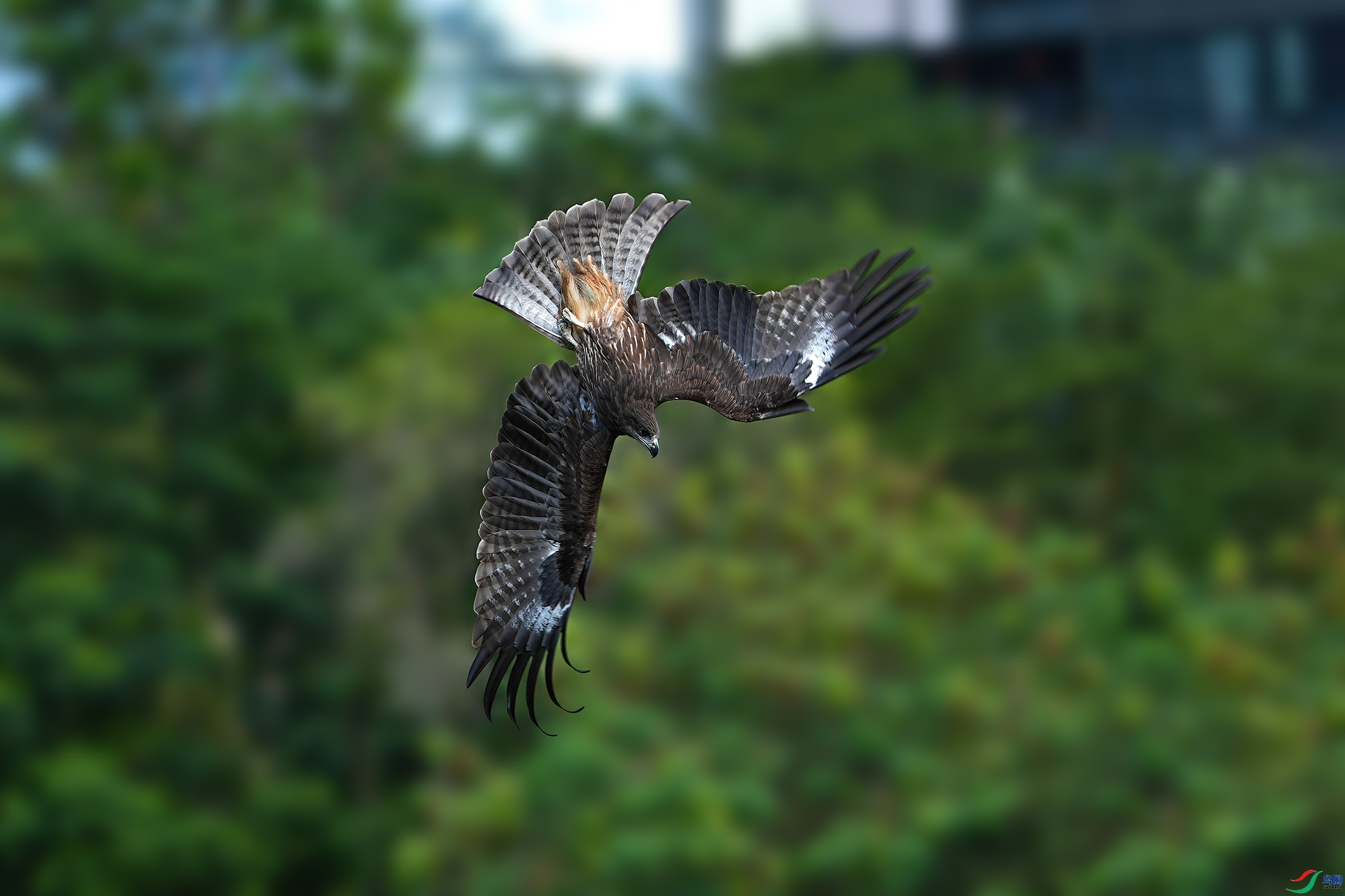 11.13 ��������ʦ��Ʒ  ��������  �ٻ�2024��11��13�ջ�Ա��ҳ����.jpg