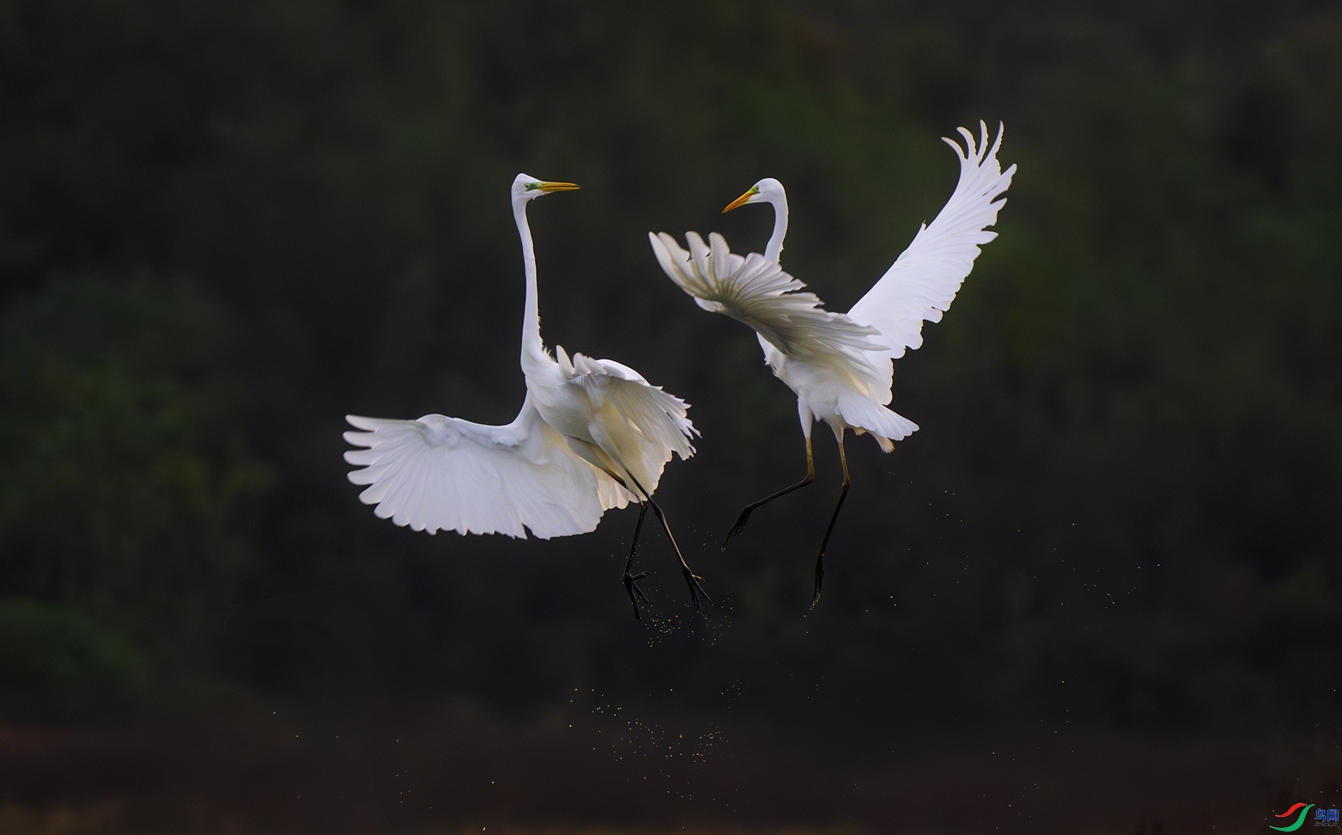 11.13 ��������ʦ��Ʒ  ��������  �ٻ�2024��11��13����Ӱʦ��ҳ����.jpg