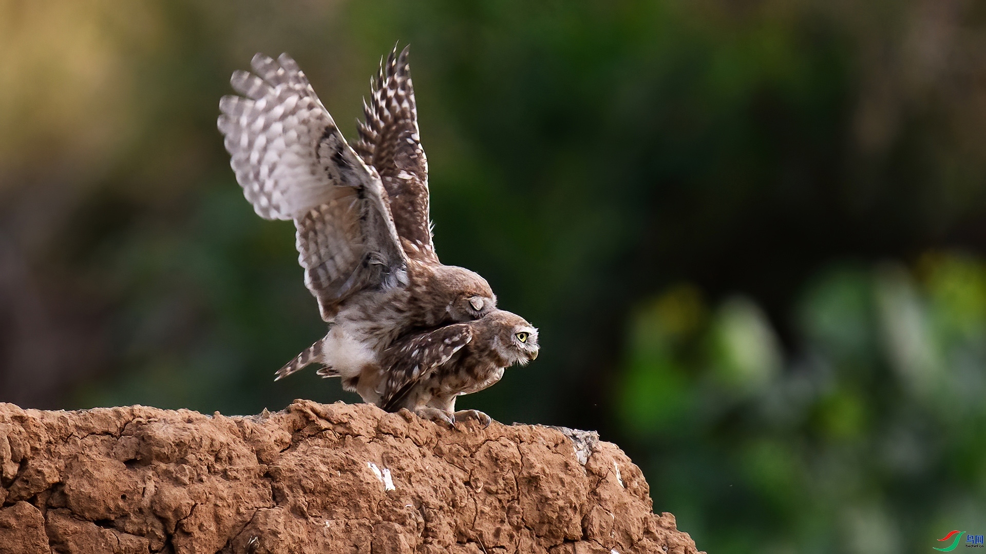 11.14 ����¥̨��ʦ��Ʒ  ��ֻС�^  �ٻ�2024��11��14��������ҳ����.jpg