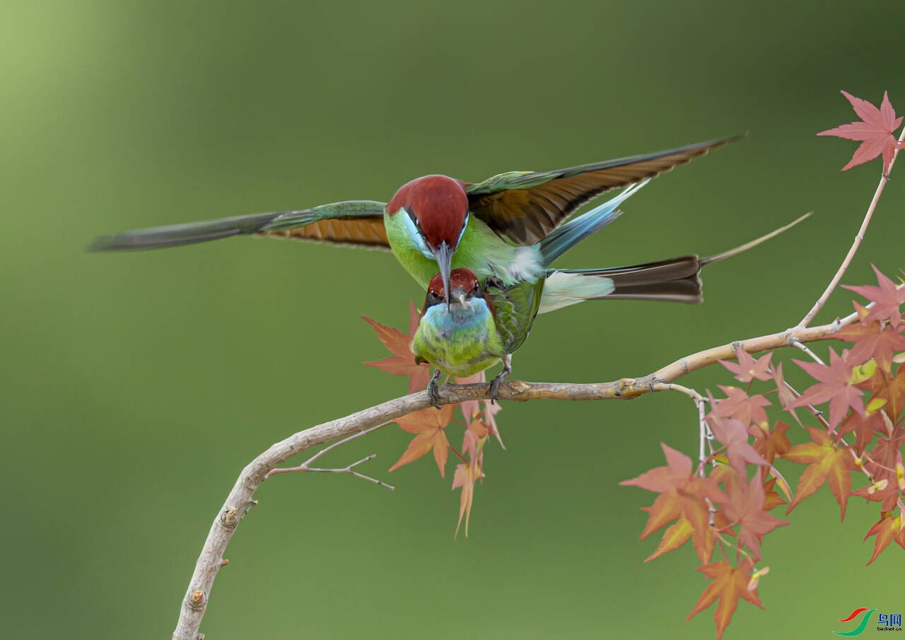 11.14 ��ɽ����ʦ��Ʒ  ƽ��-�����仢  �ٻ�2024��11��14����Ӱʦ��ҳ����.jpg