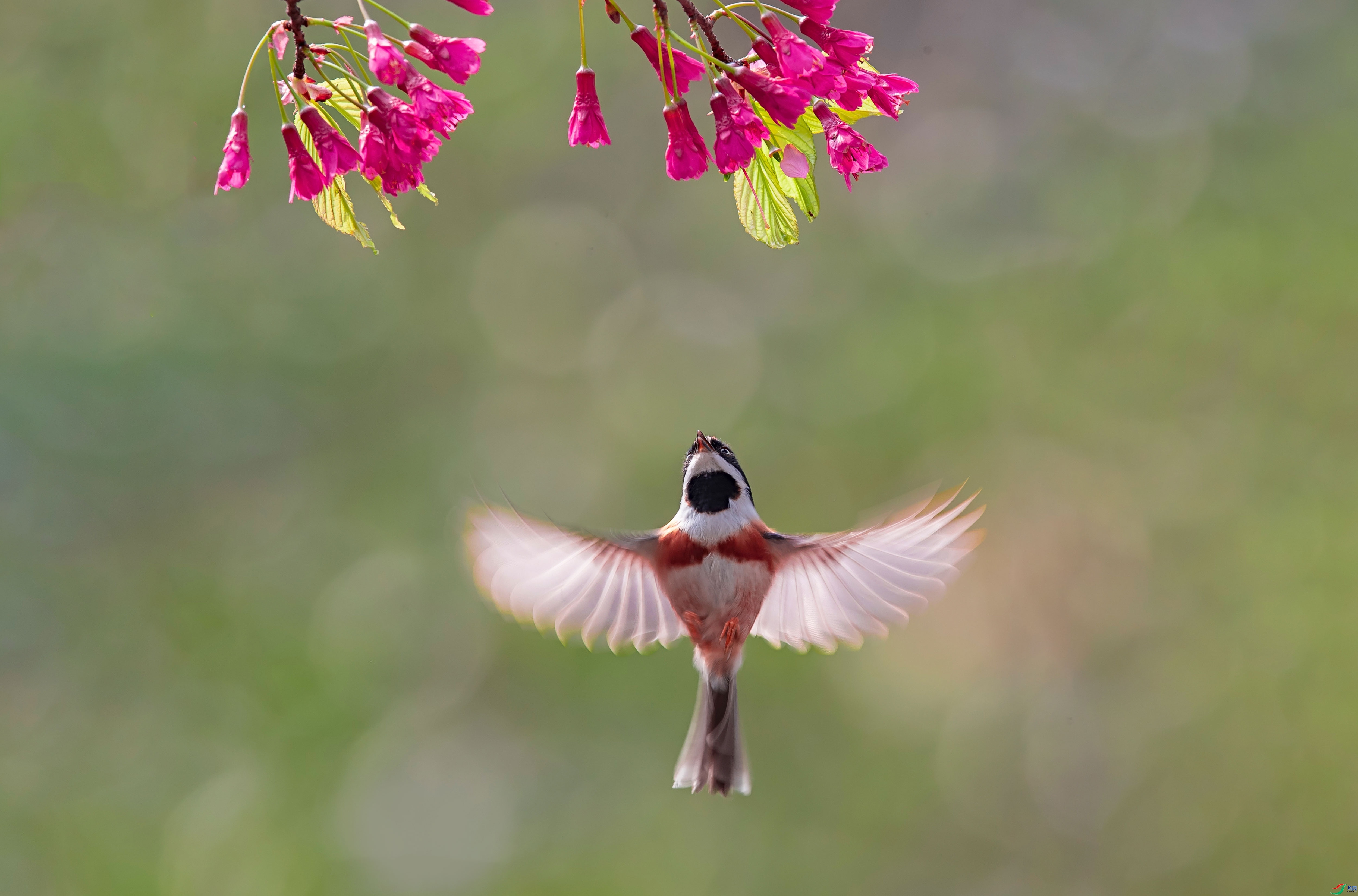 11.14 ��������ʦ��Ʒ  ��÷ֹ��  �ٻ�2024��11��14��������ҳ����.jpg