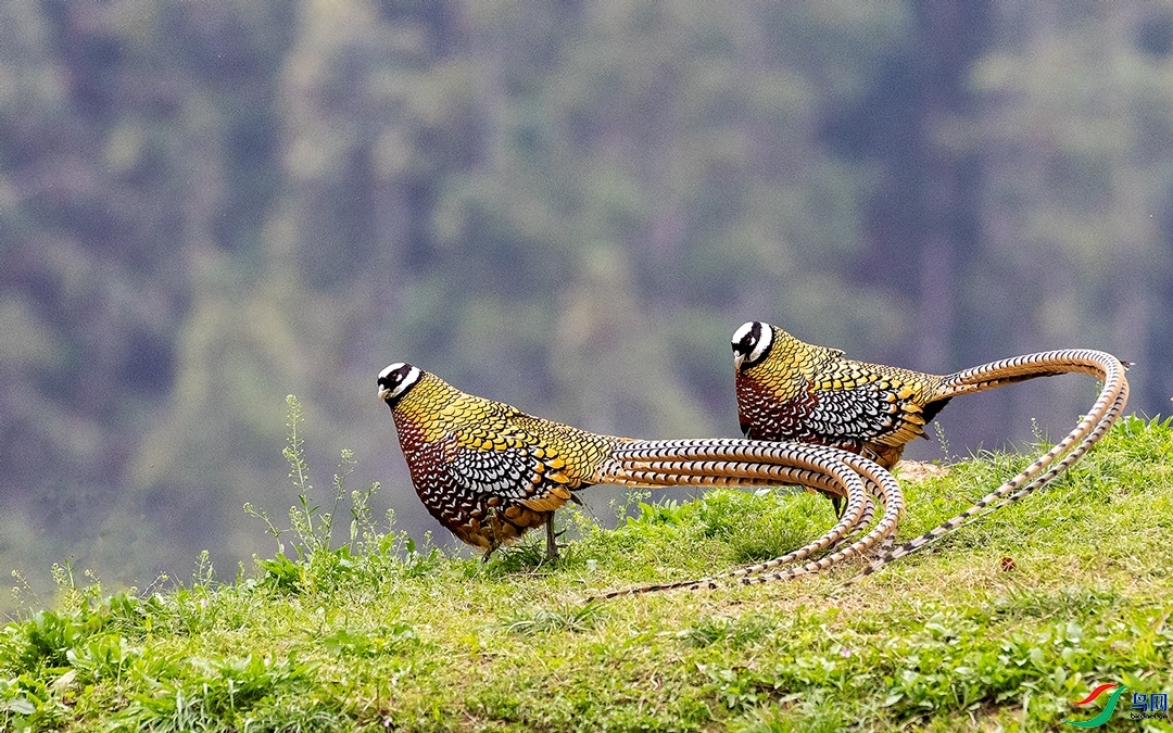 11.14 ��Ӱ������ʦ��Ʒ  ����  �ٻ�2024��11��14��������ҳ����.jpg