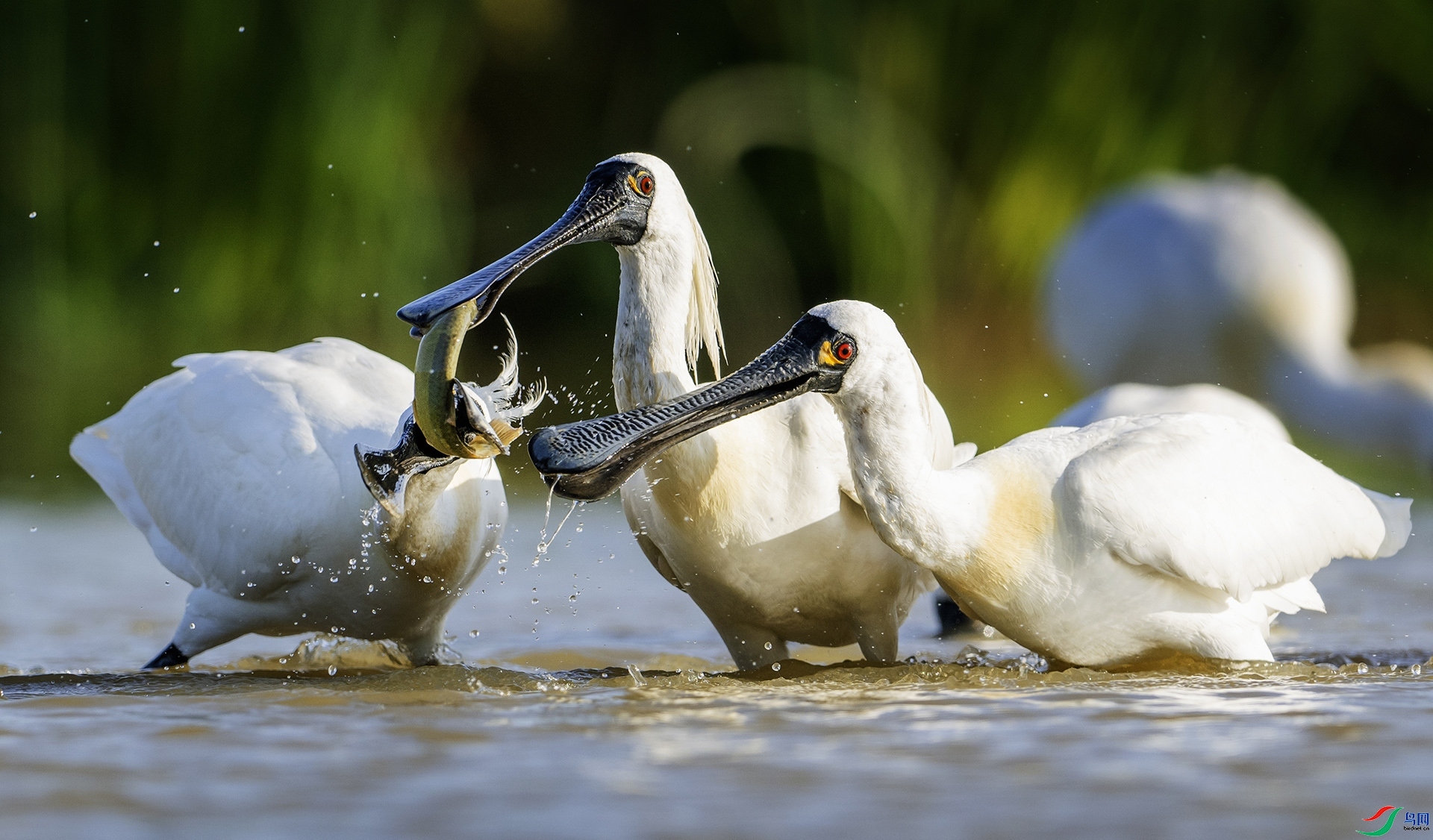 11.14 ��������ʦ��Ʒ  ��ʳ  �ٻ�2024��11��14����Ӱʦ��ҳ����.jpg