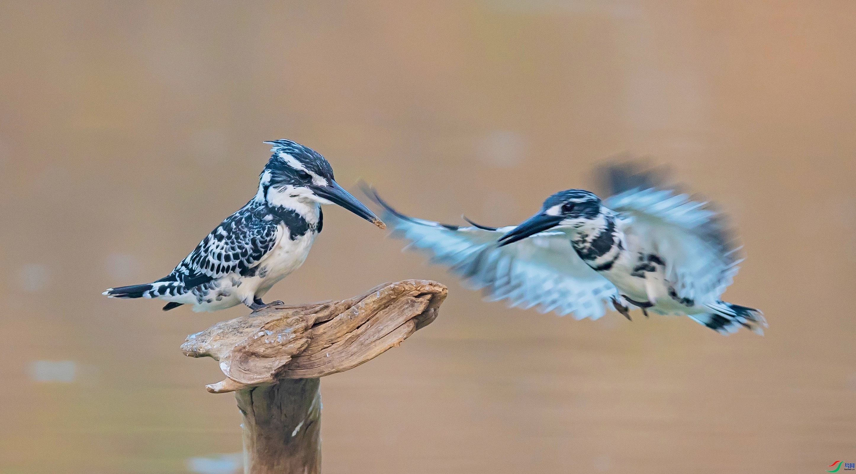 11.15 ��������ʦ��Ʒ  ��Ӱ����  �ٻ�2024��11��15��������ҳ����.jpg