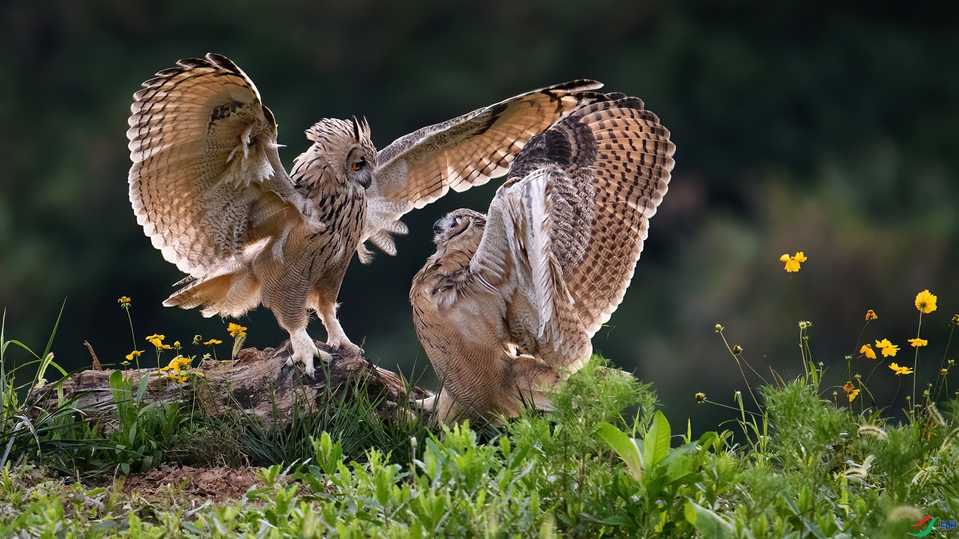 11.15 ɽ��ˮ����ʦ��Ʒ  ˫�^��  �ٻ�2024��11��15�հ�����ҳ����.jpg