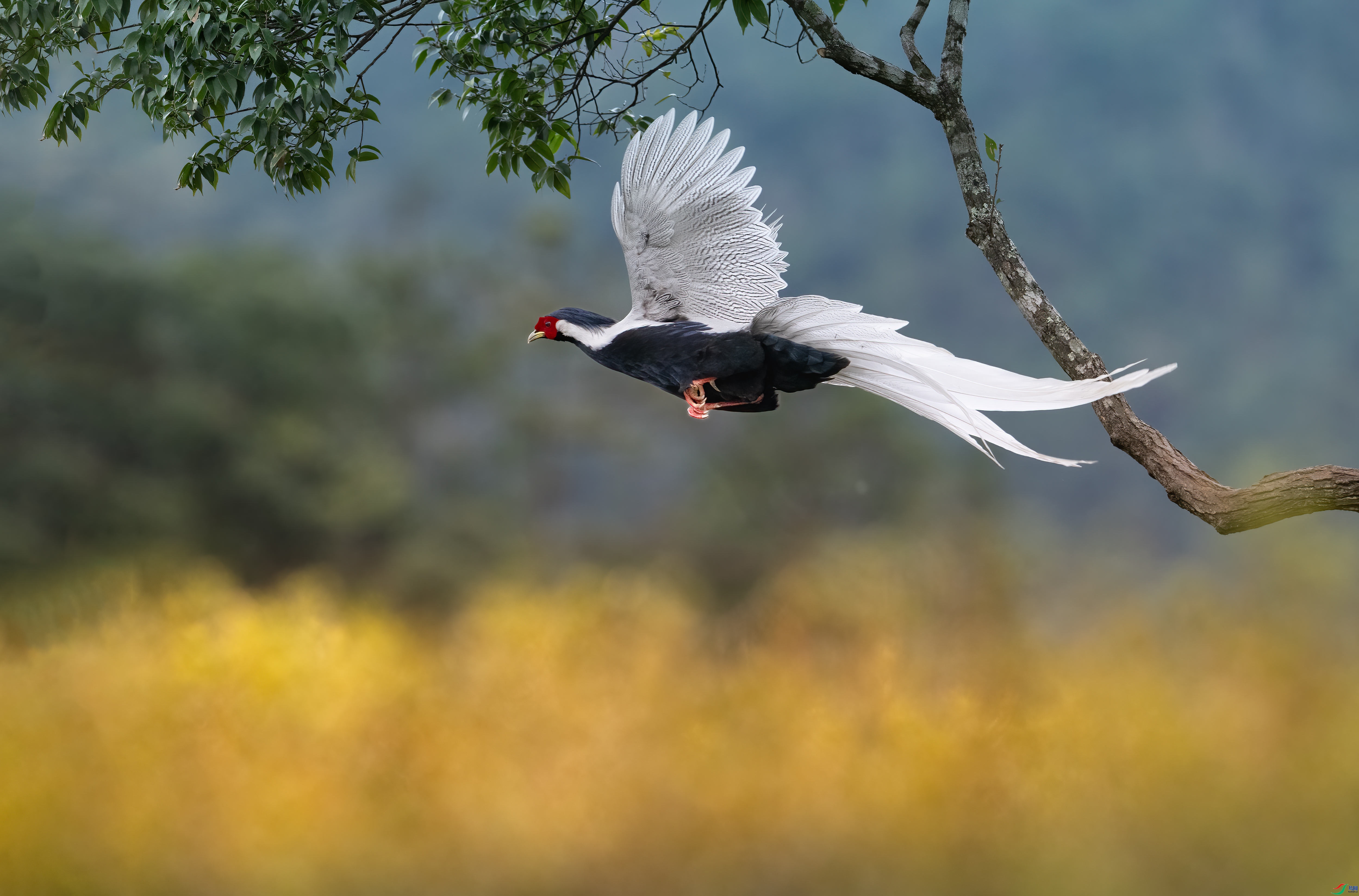 11.15 ����������ʦ��Ʒ  ����ƮƮ  �ٻ�2024��11��15����Ӱʦ��ҳ����.jpg