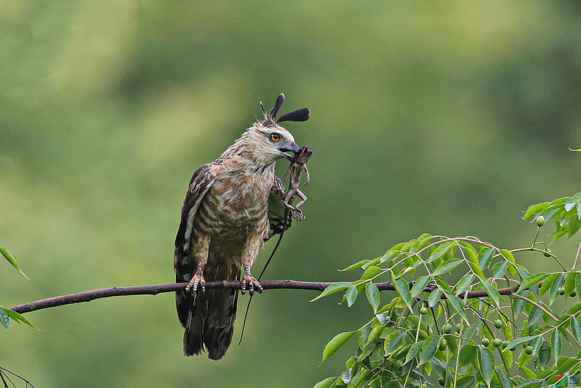 ����AI0I9011�� ����������.jpg