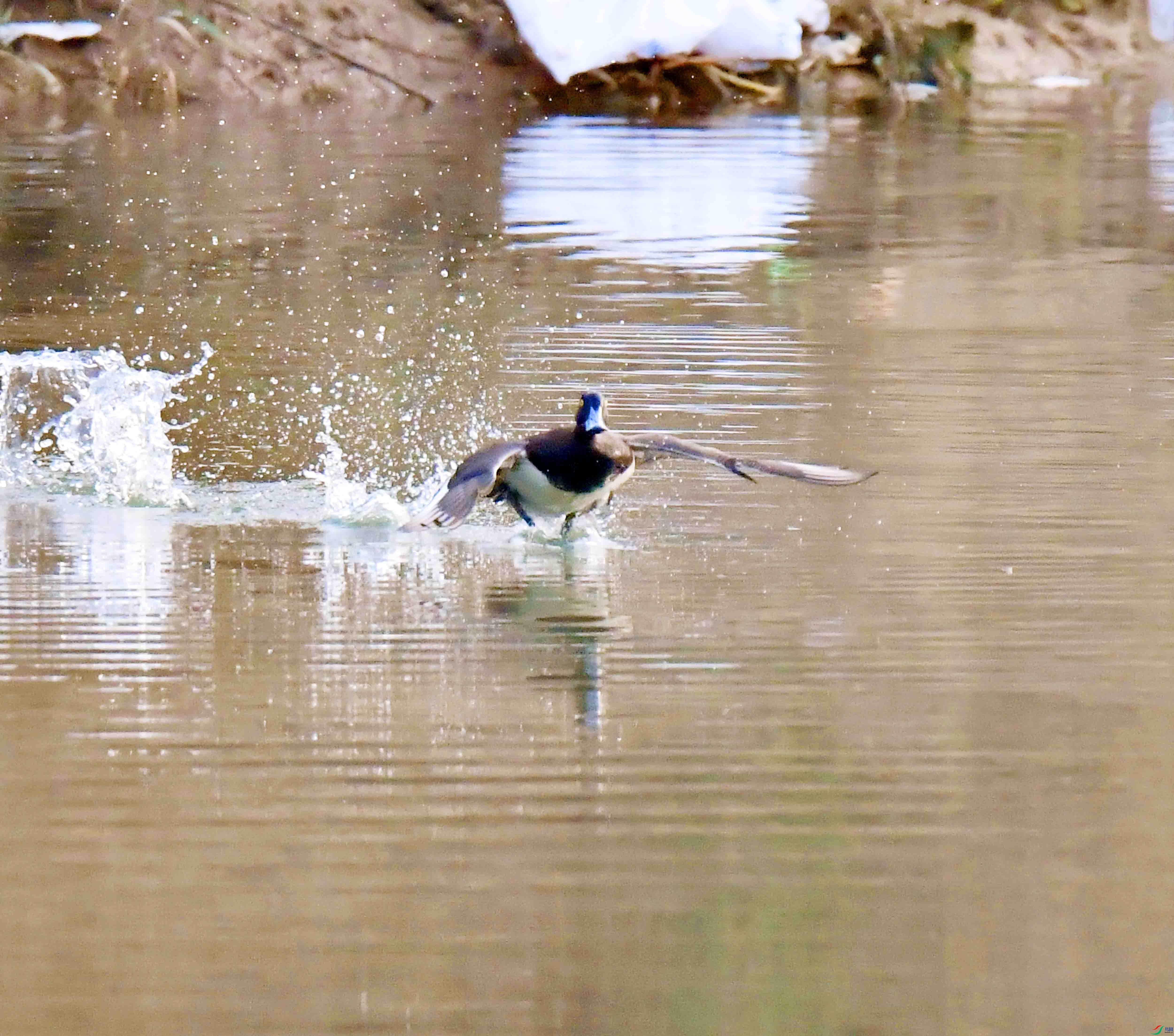 DSC_2784.JPG
