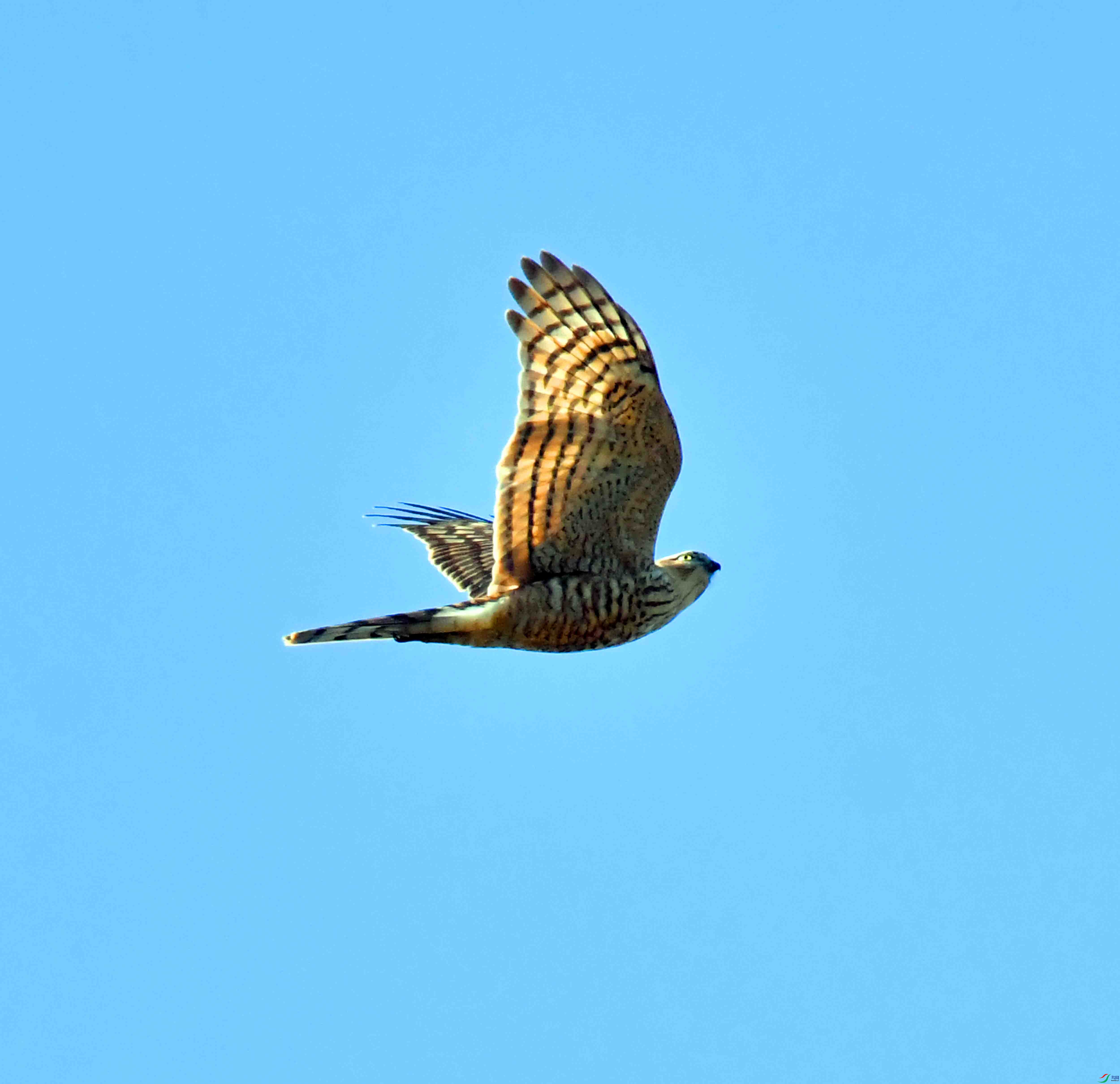 DSC_2613.JPG