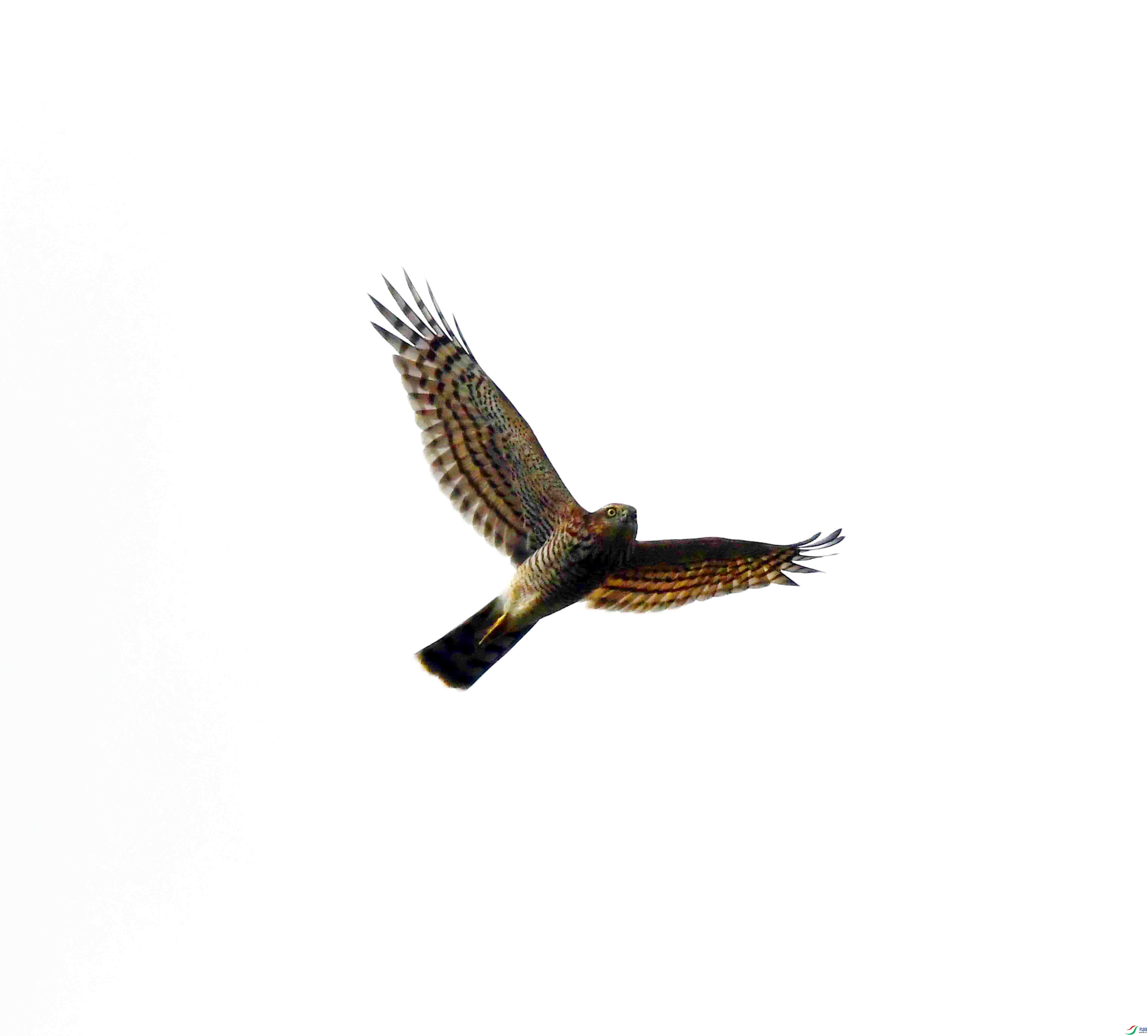 DSC_4790.JPG