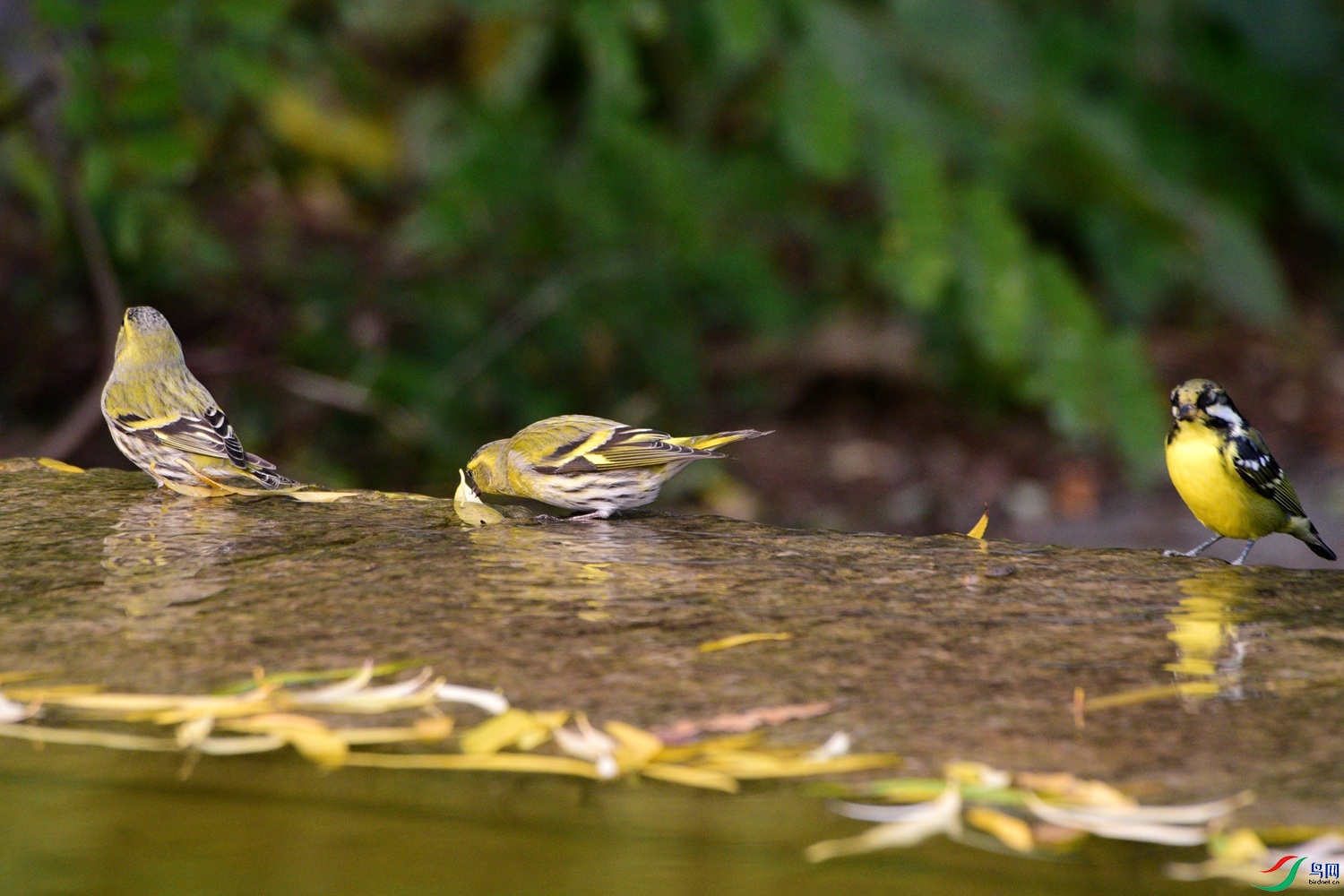 DSC_6665.JPG