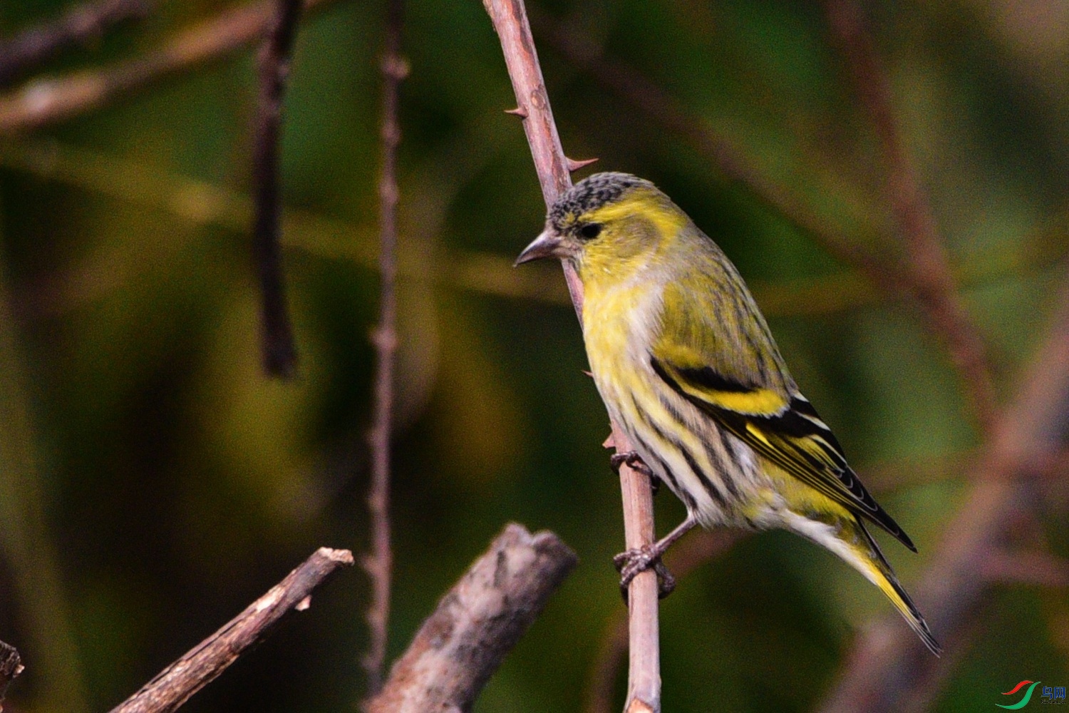 DSC_6661.JPG