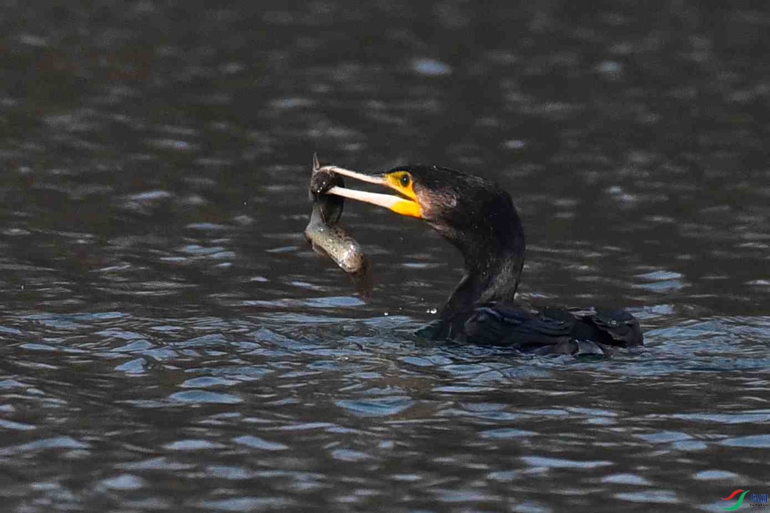 DSC_4784.JPG