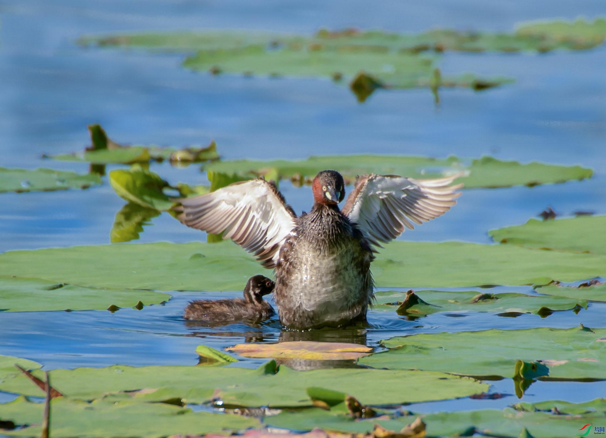 DSC_3400 --pt_��ţ��ͼ.jpg