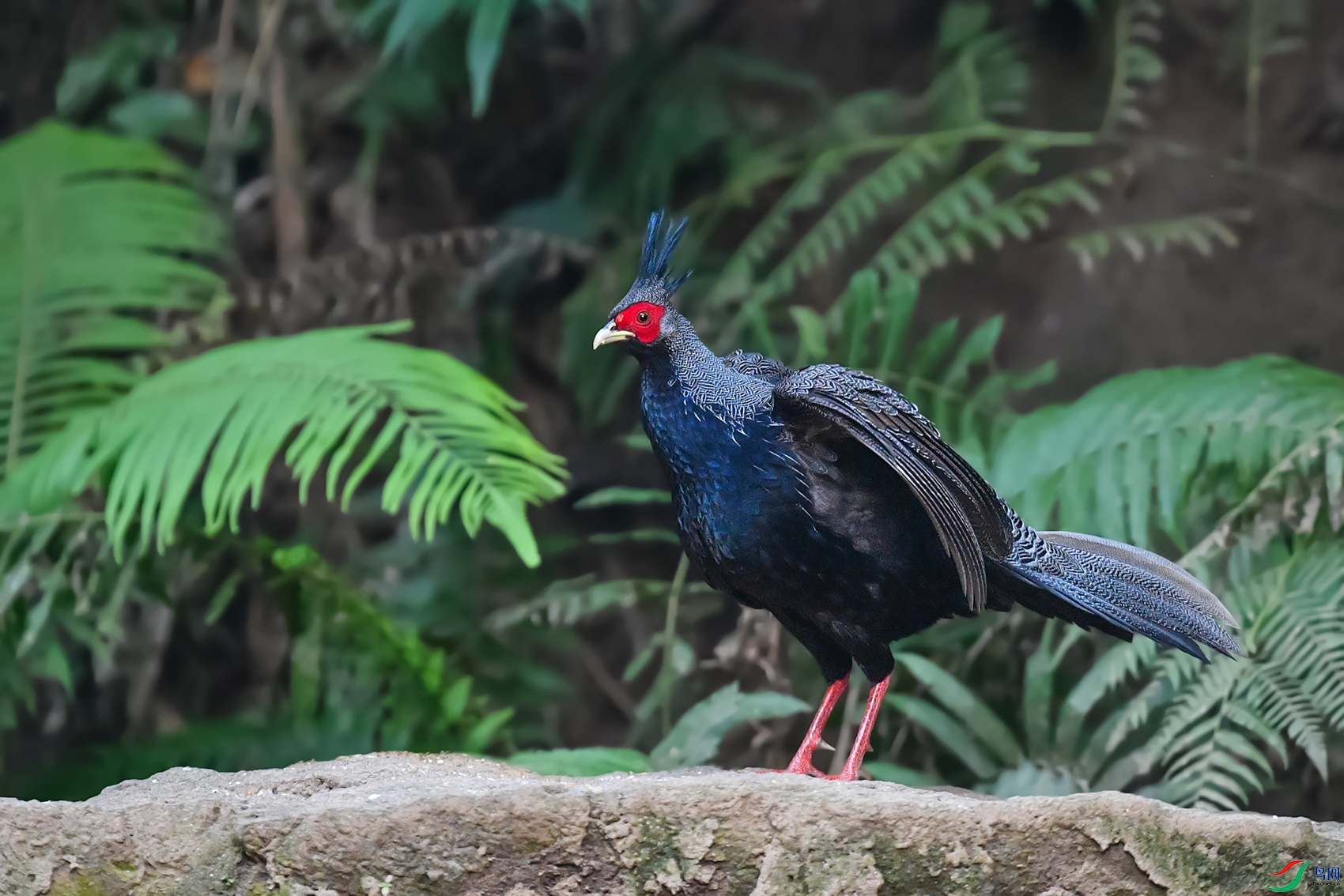 4DSC_6651a_DxOa.jpg
