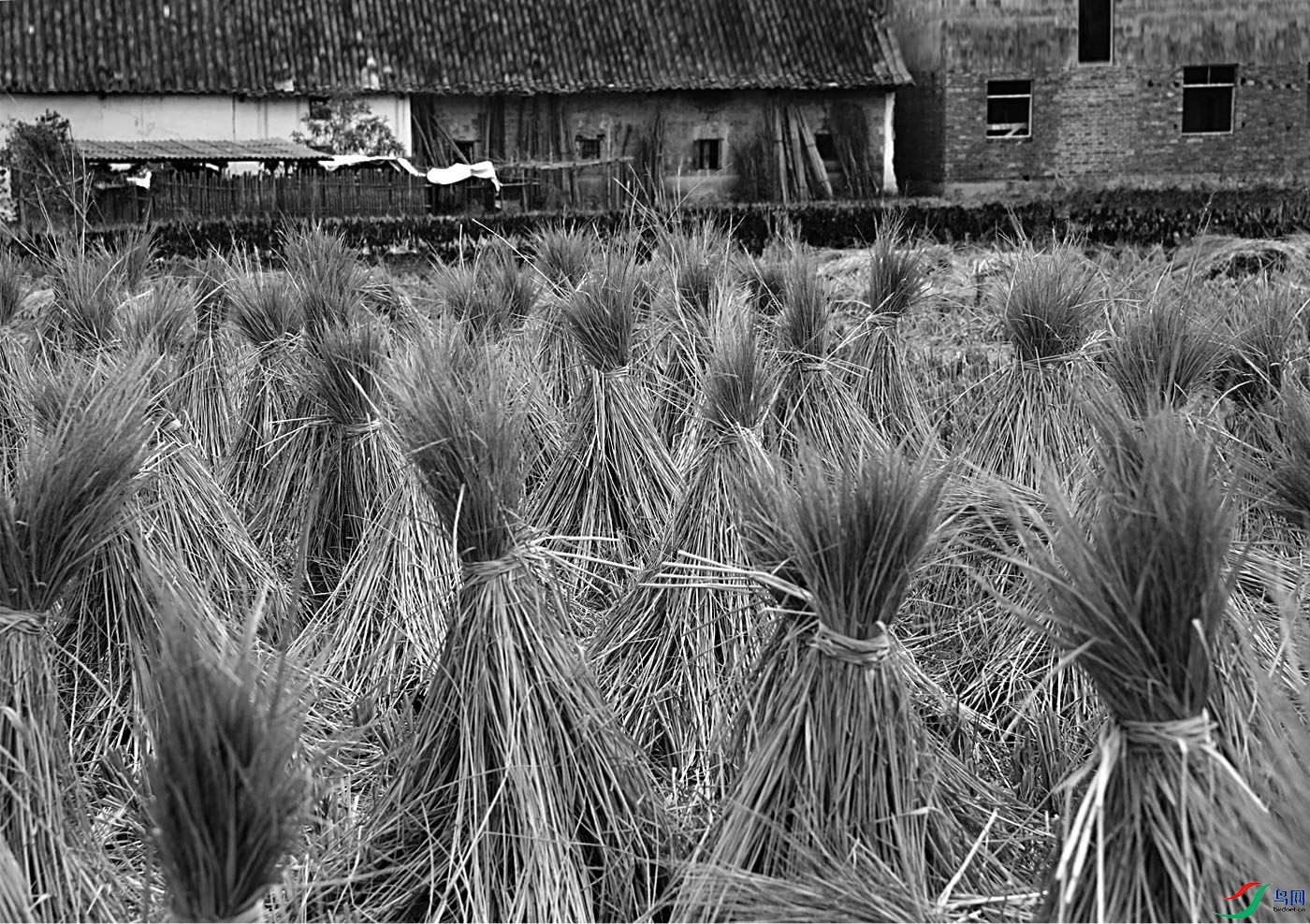 11-ׯ���ճɺ�  �����޼���.jpg