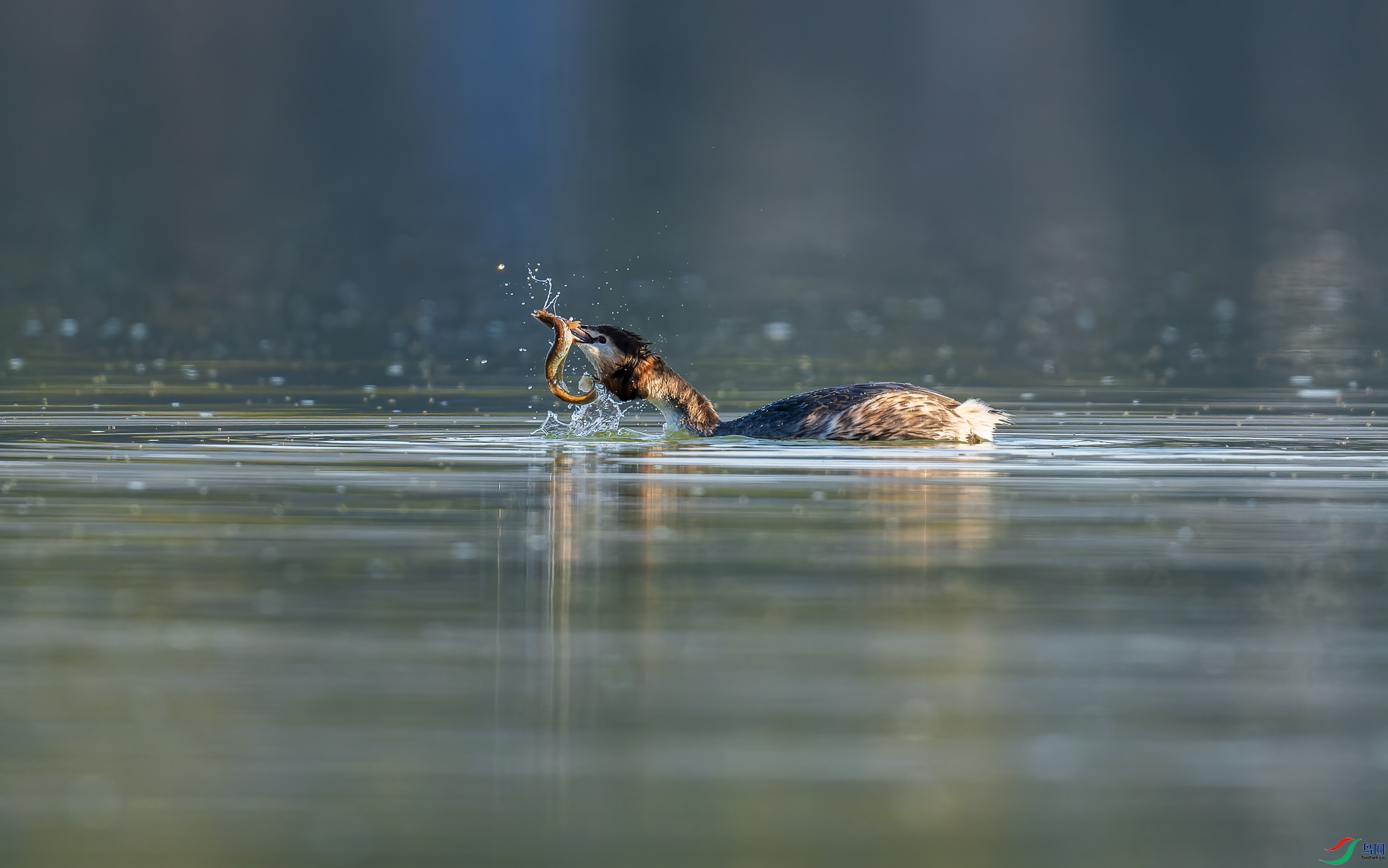 _DSC2772-NEF_DxO_DeepPRIME-1.jpg