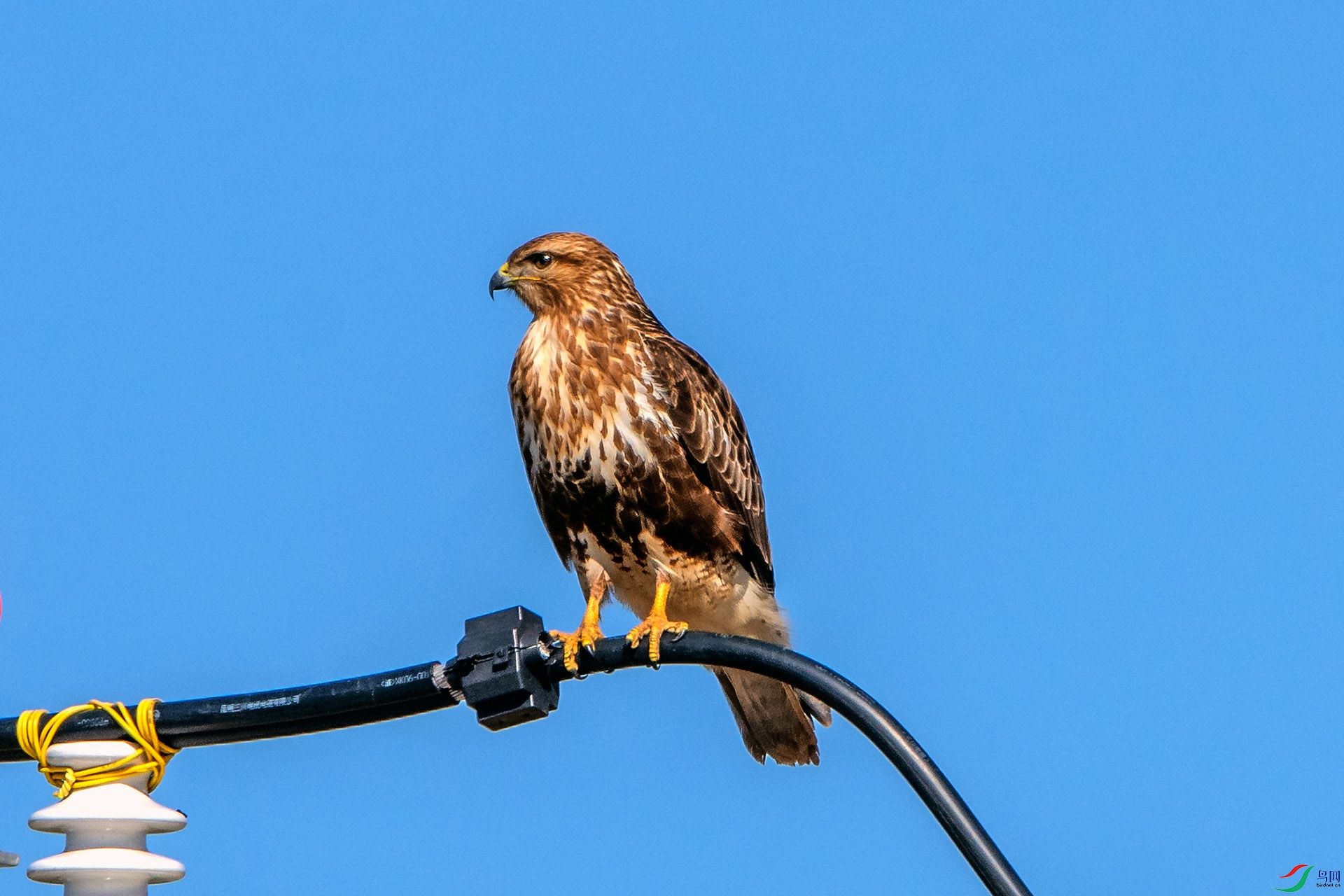 ��_AUU2981��ϲɽ