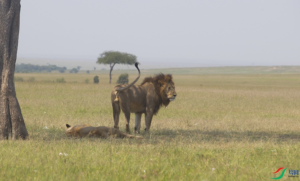 ���ޡ���ʨ ��.jpg