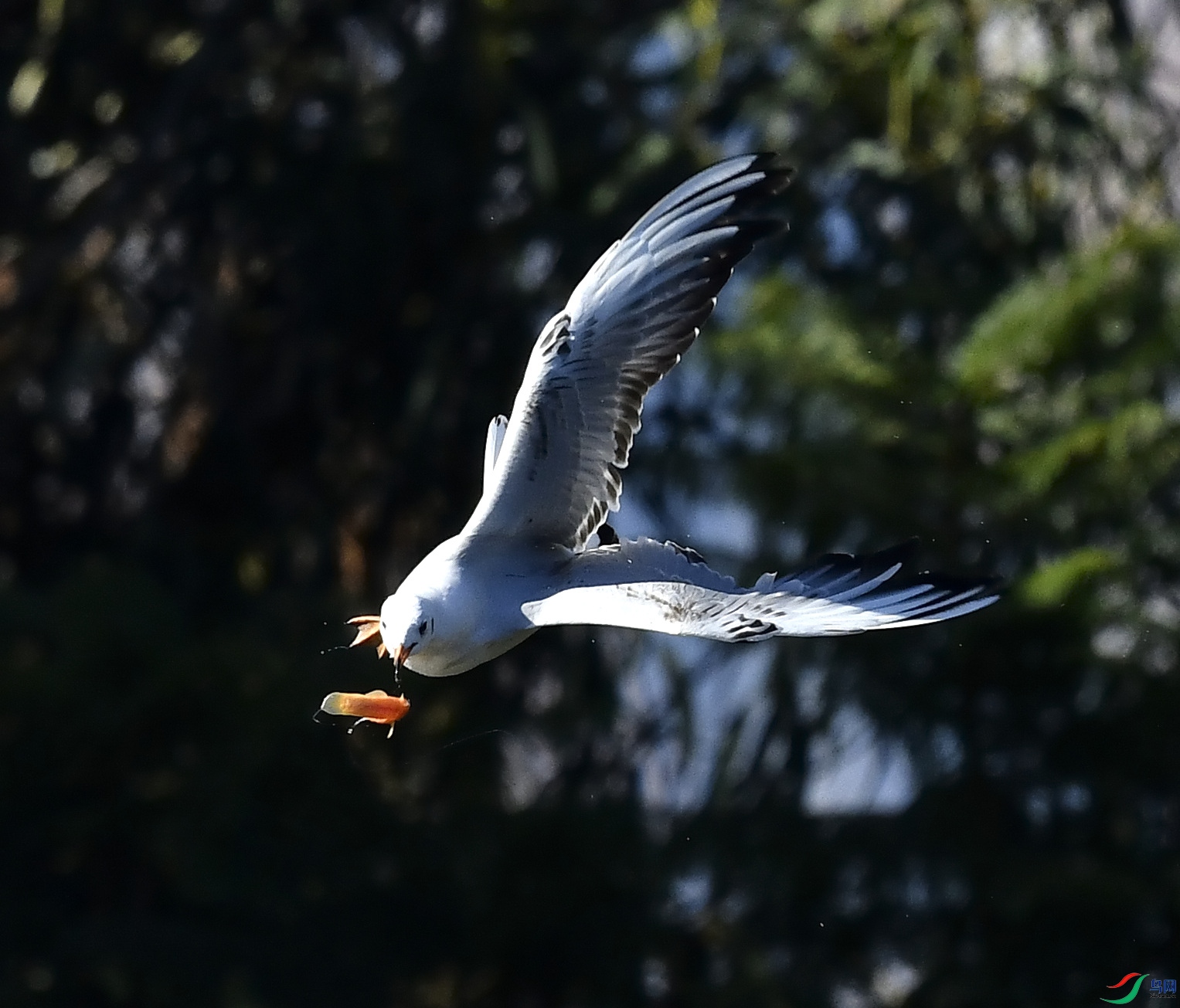 _DSC4472_01_01.JPG