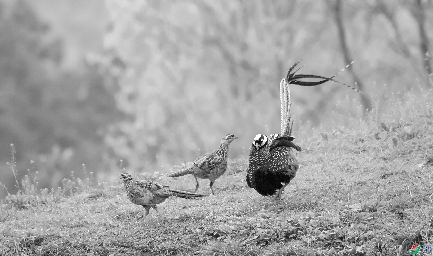 DSC_�׹ڳ�β�� - ����.jpg