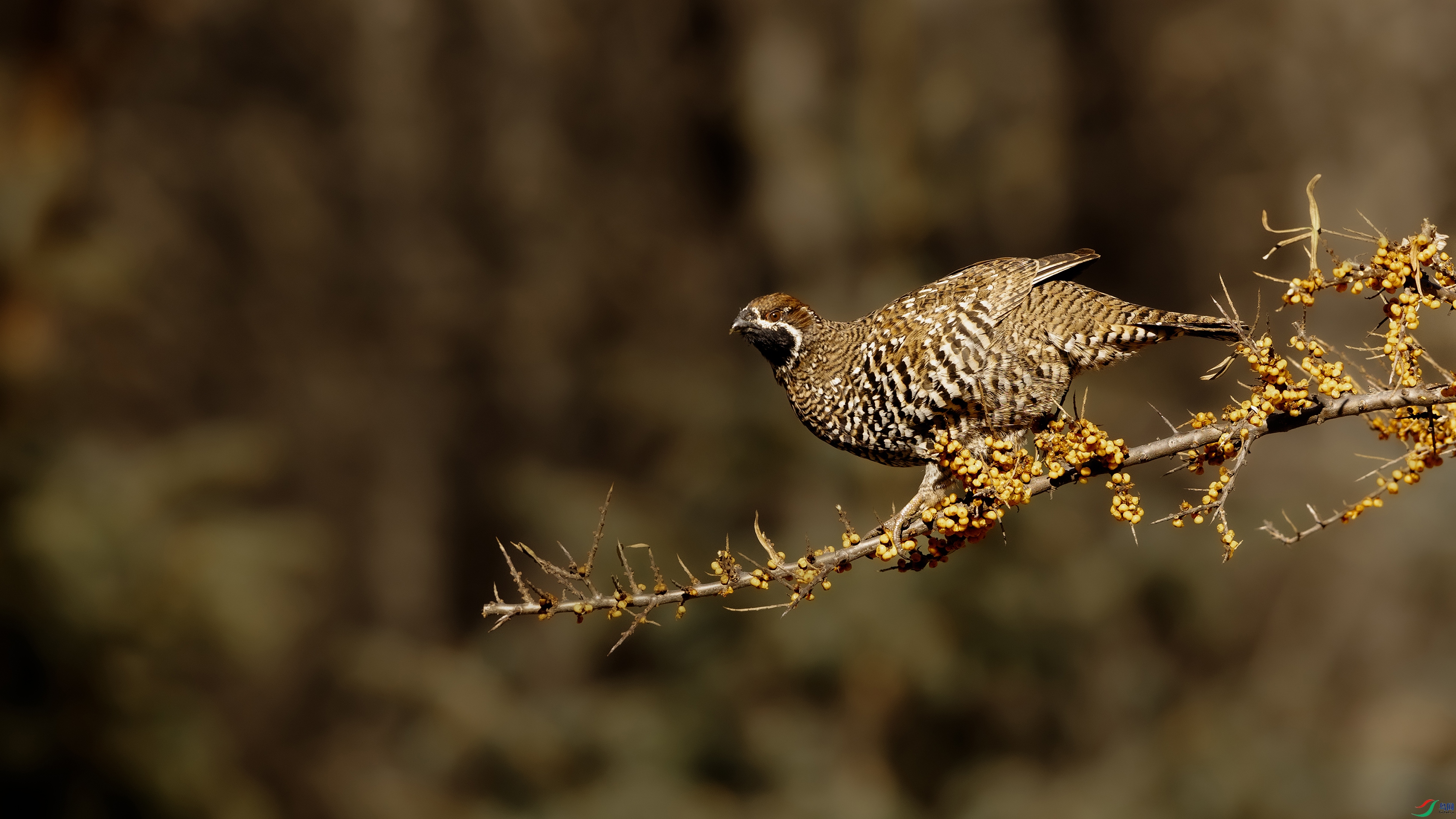 7X5A18210000 ����44444.jpg