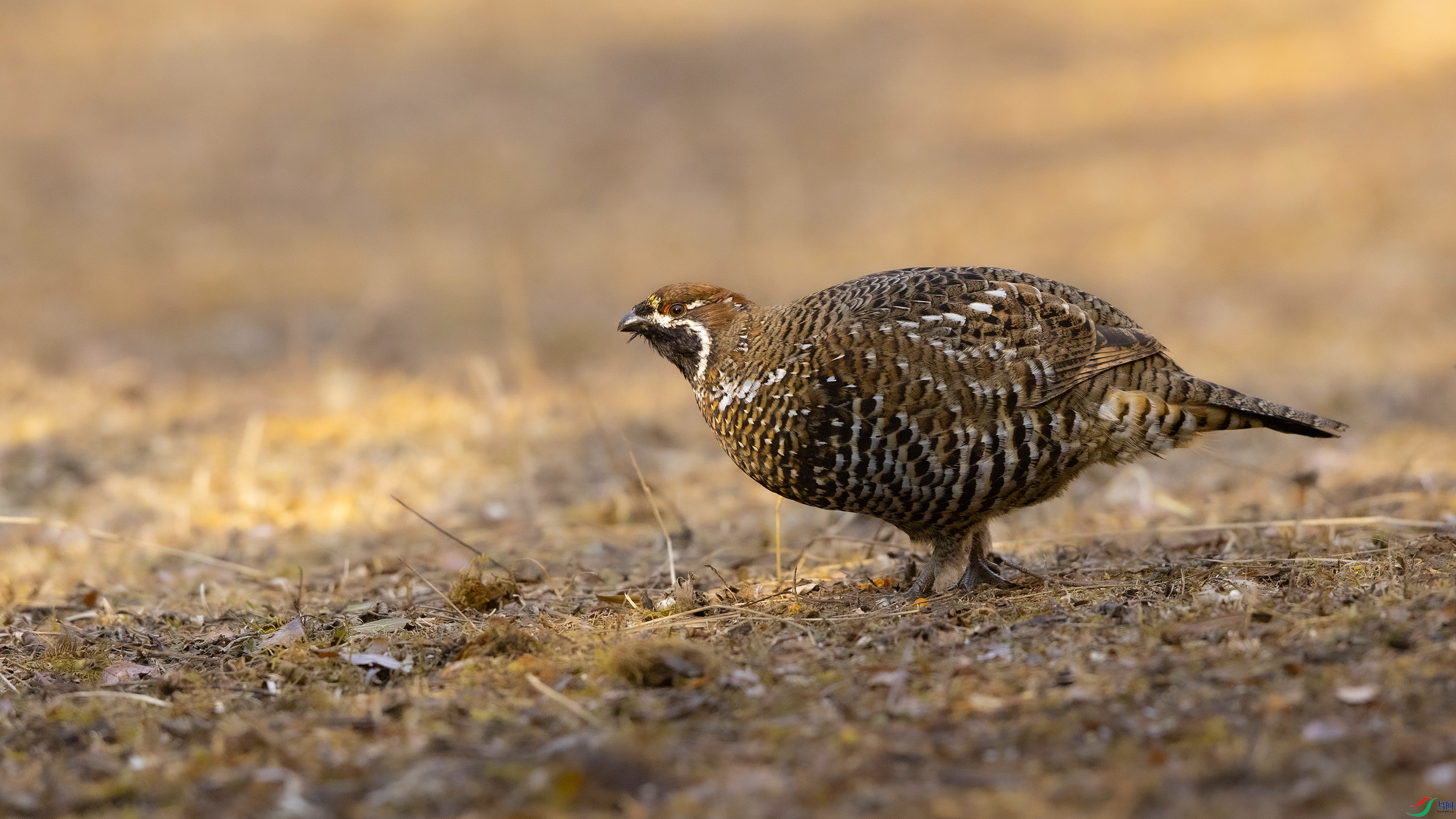 7X5A2648000 ����4444.jpg