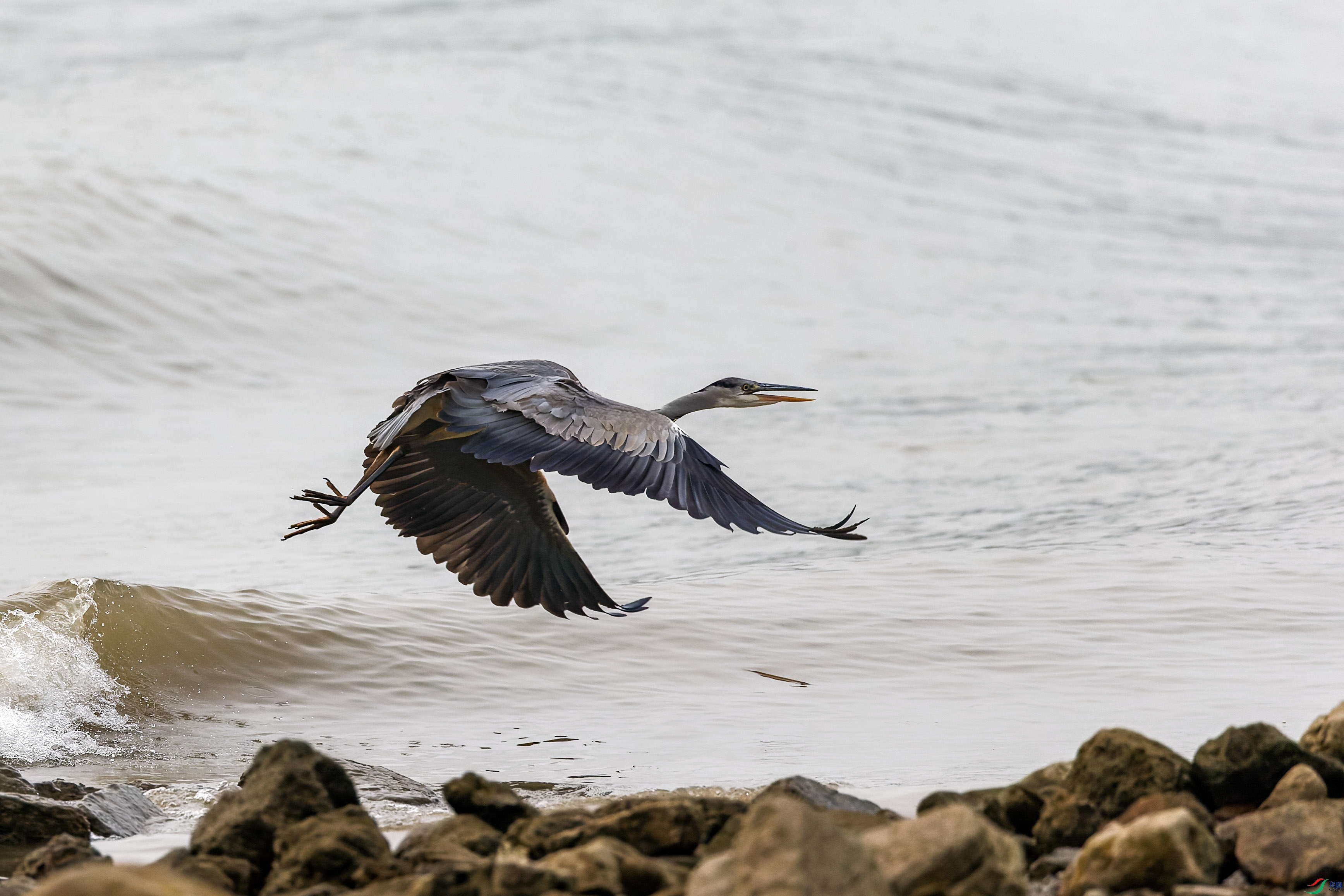 1DX_8837-CR2_DxO_DeepPRIME-1.jpg