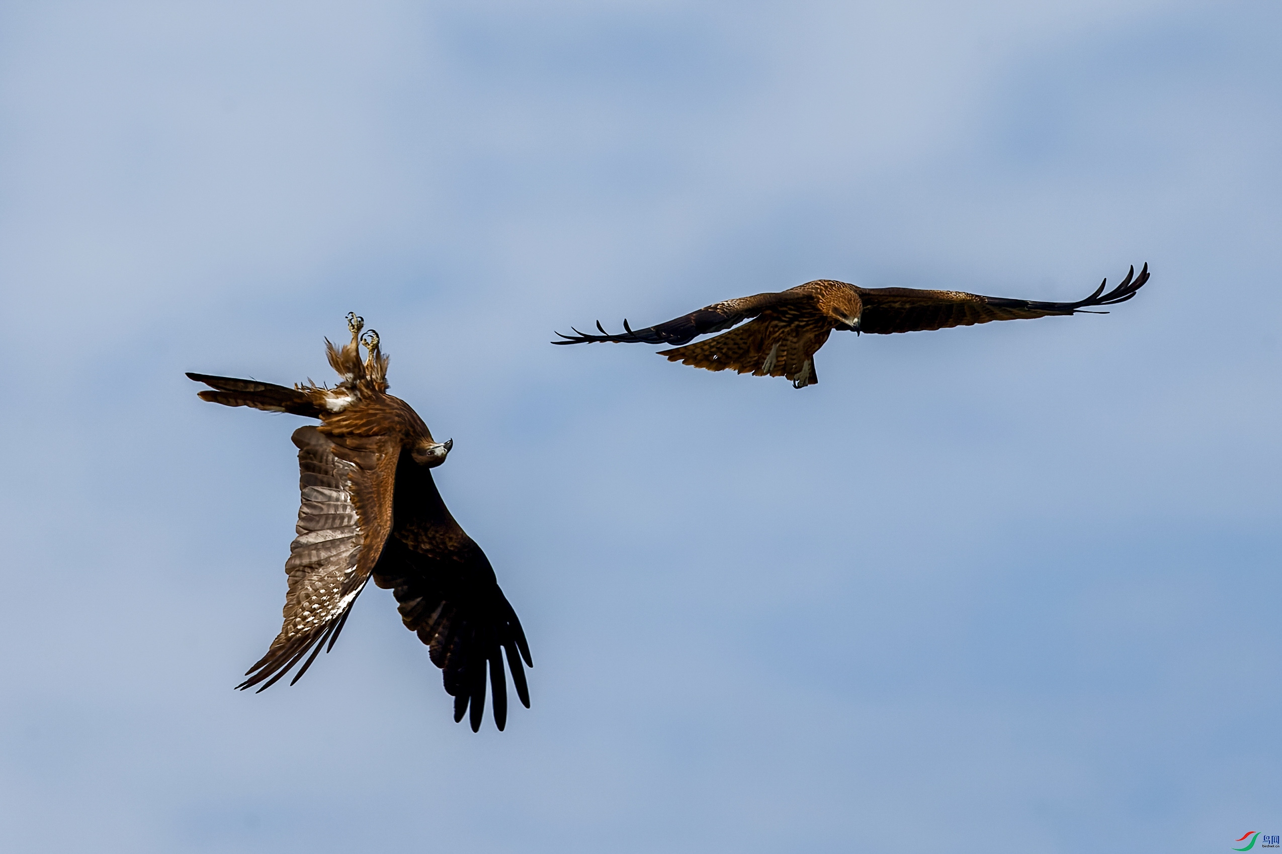 1DX_7848-CR2_DxO_DeepPRIME-1.jpg