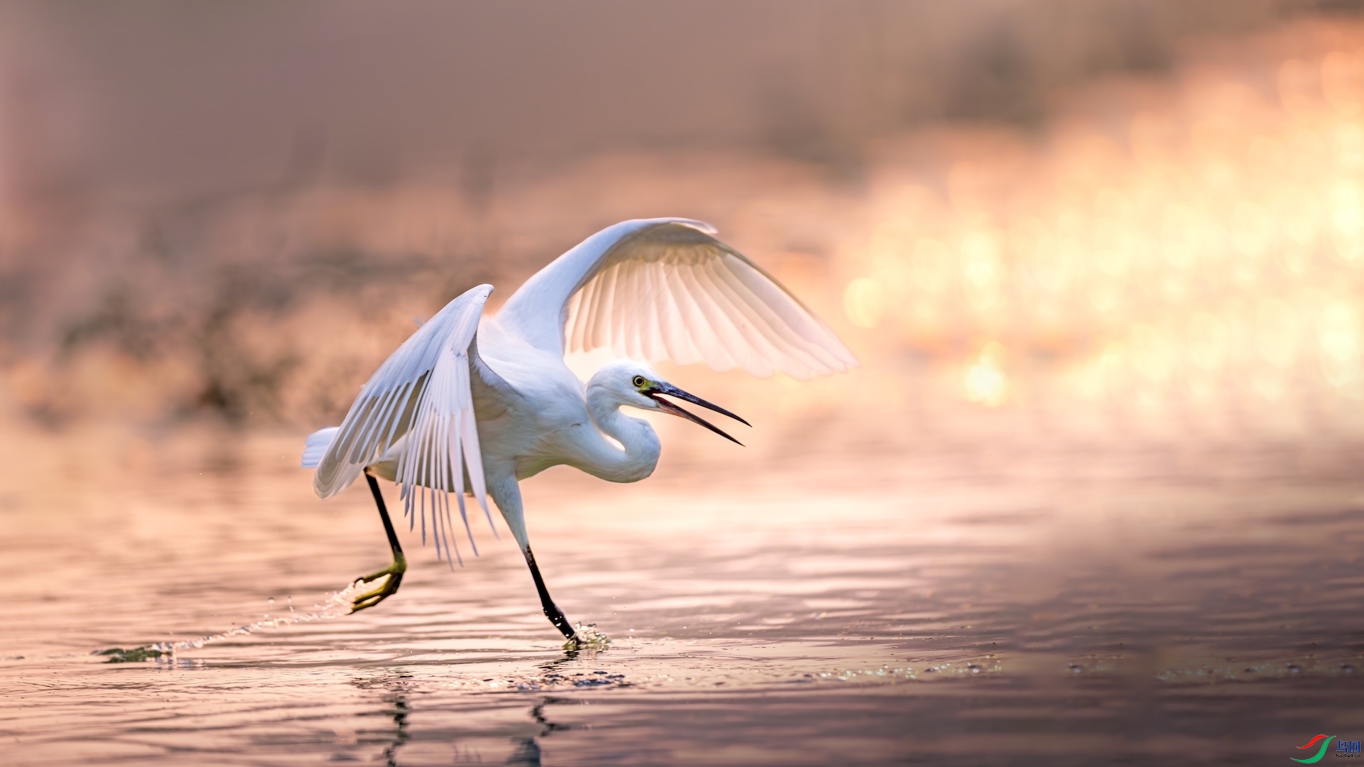 1XXL_6903-����ǿ-NR ����.jpg1.jpeg