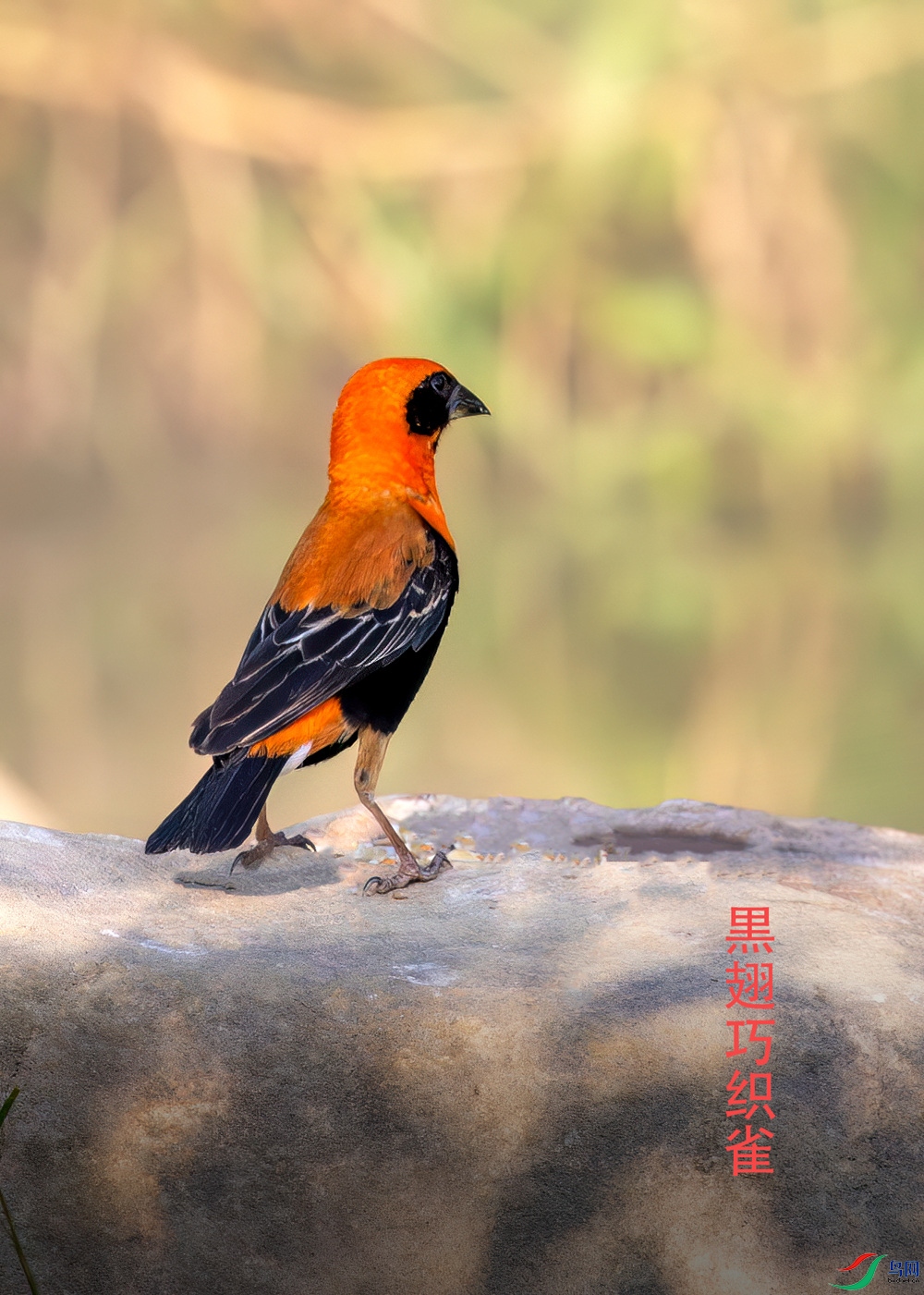 39�����֯�