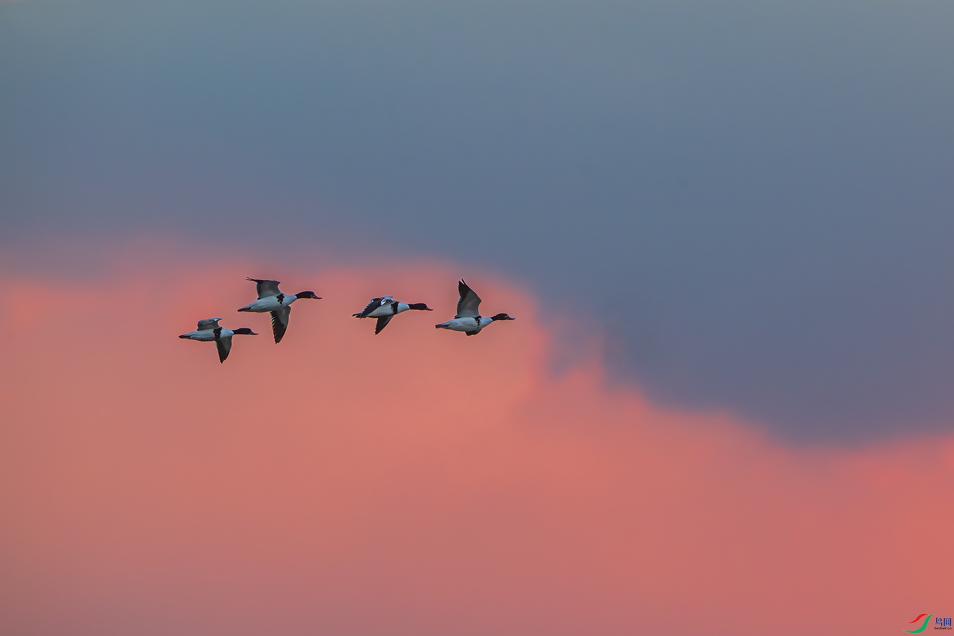 _DSC9104-����ǿ-NR ����С.jpg