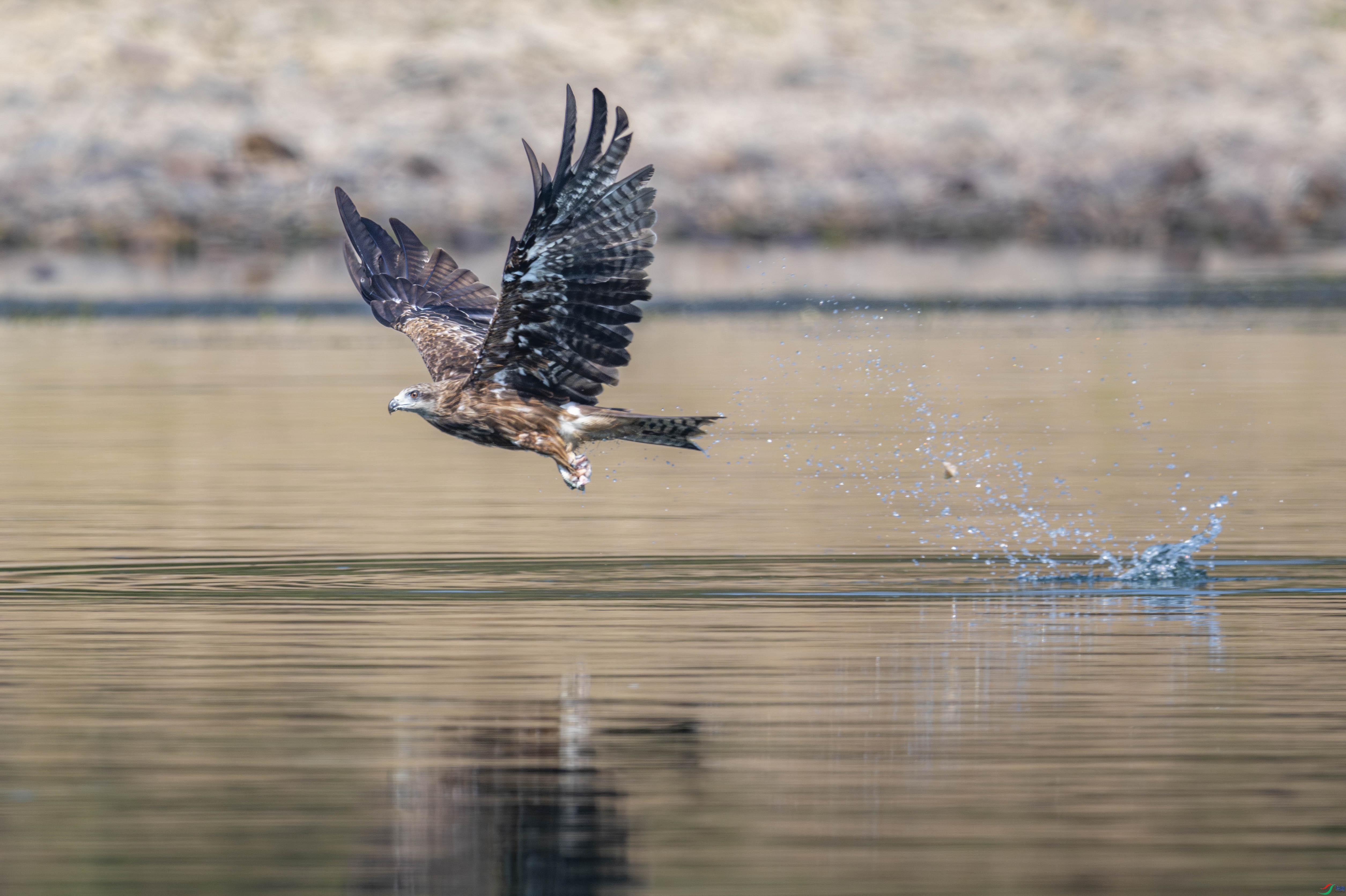 DSC_0928-1.JPG