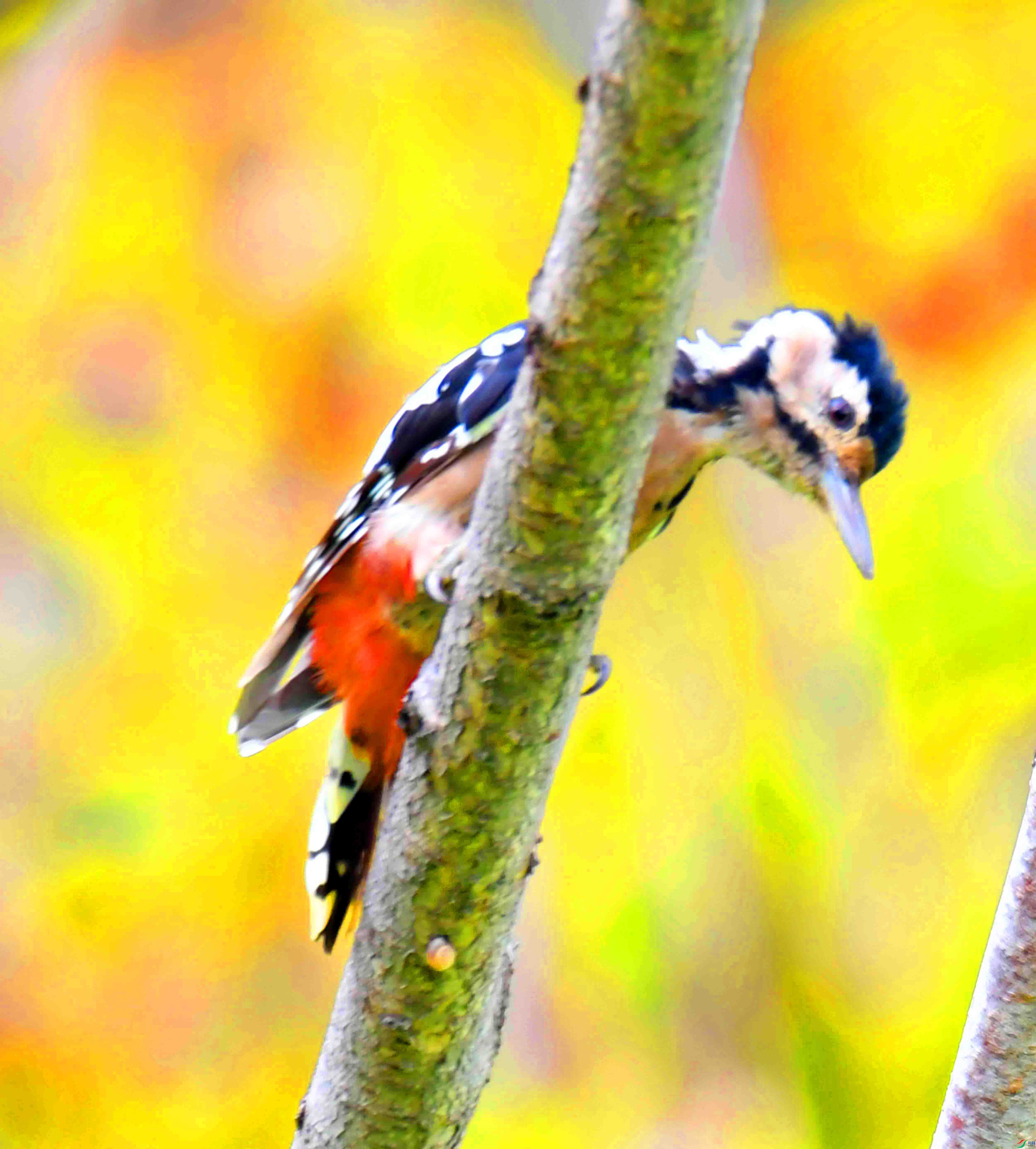 DSC_4732.JPG